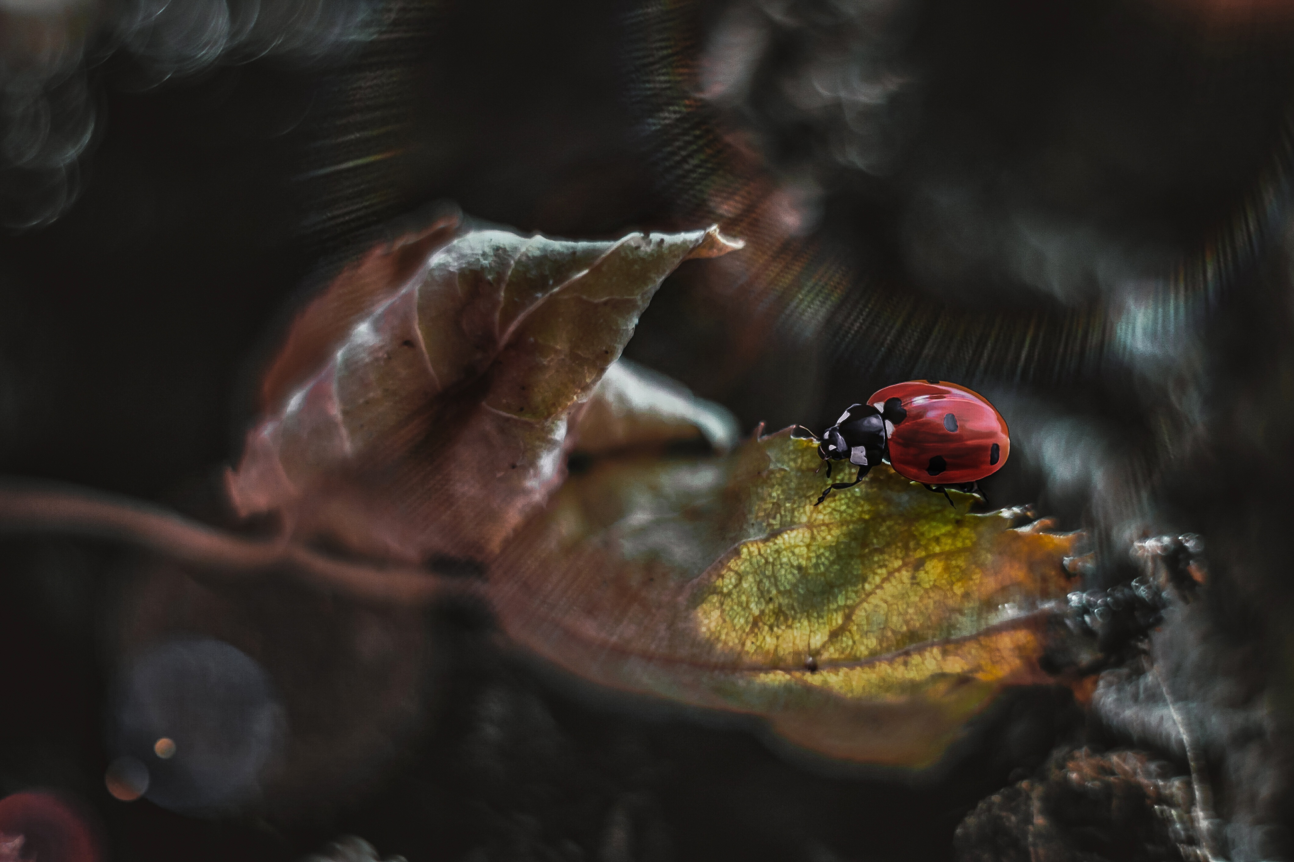 Ladybug on a leaf, macro photography HD Wallpaper