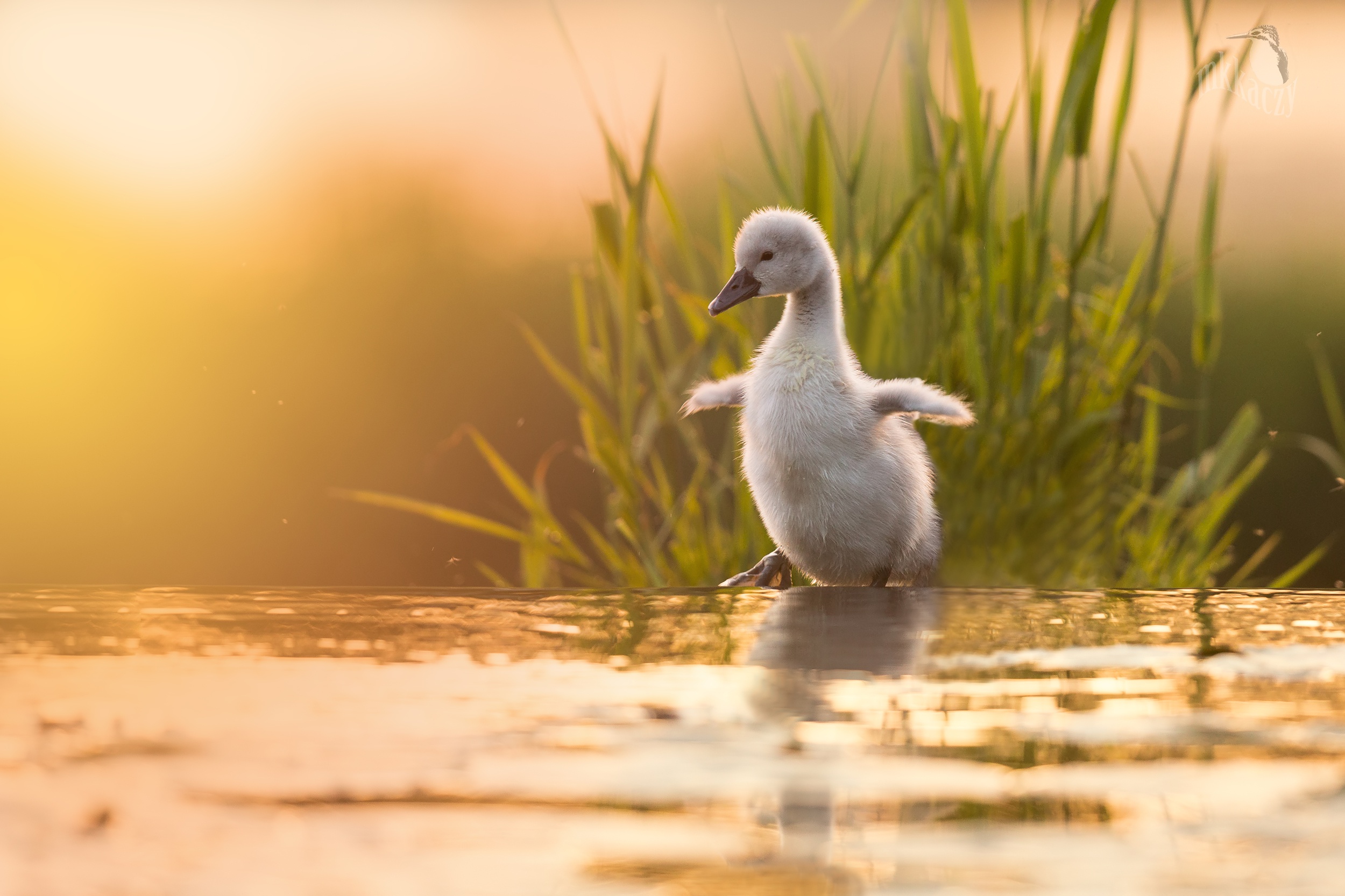Baby swan chick standing by water at sunset HD Wallpaper