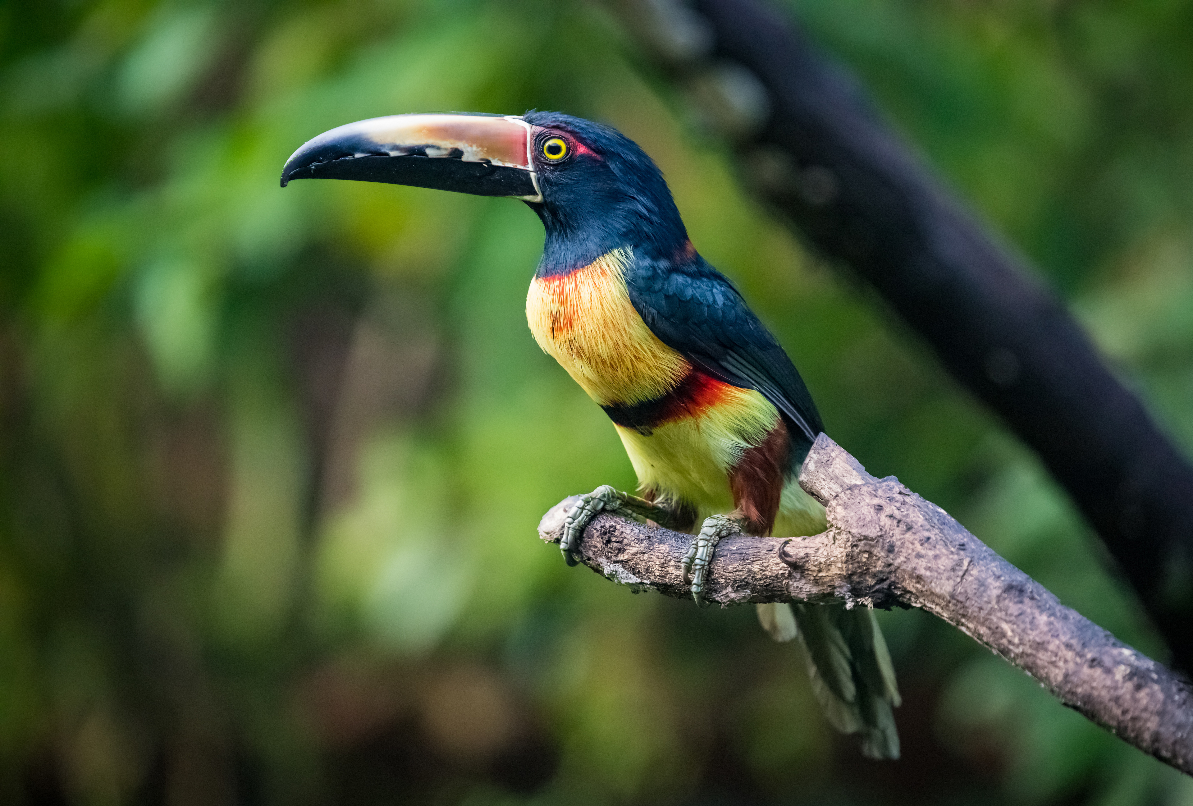 Collared Aracari Toucan perched on a branch HD Wallpaper
