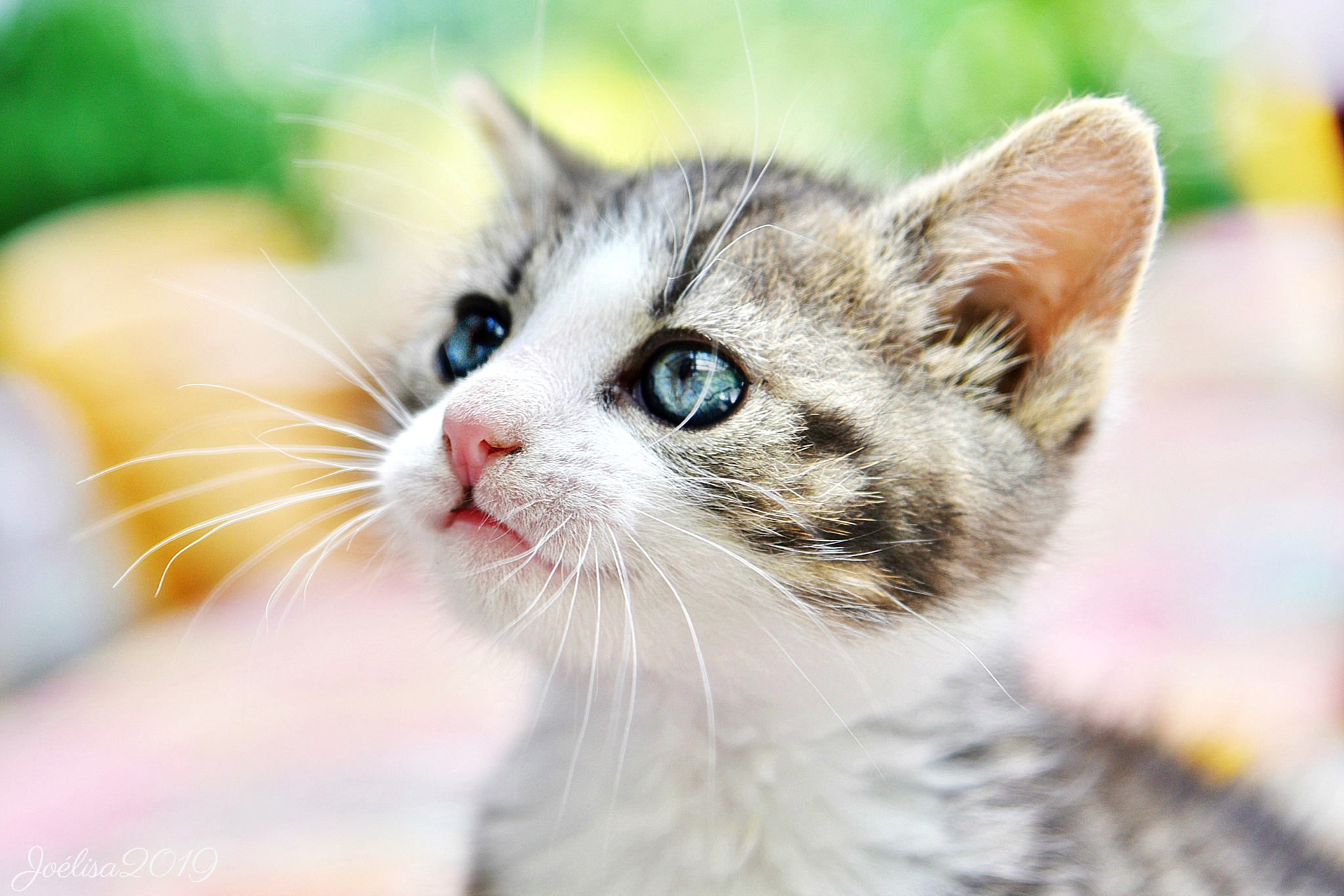 Close-up of a Tabby Kitten with Blue Eyes HD Wallpaper