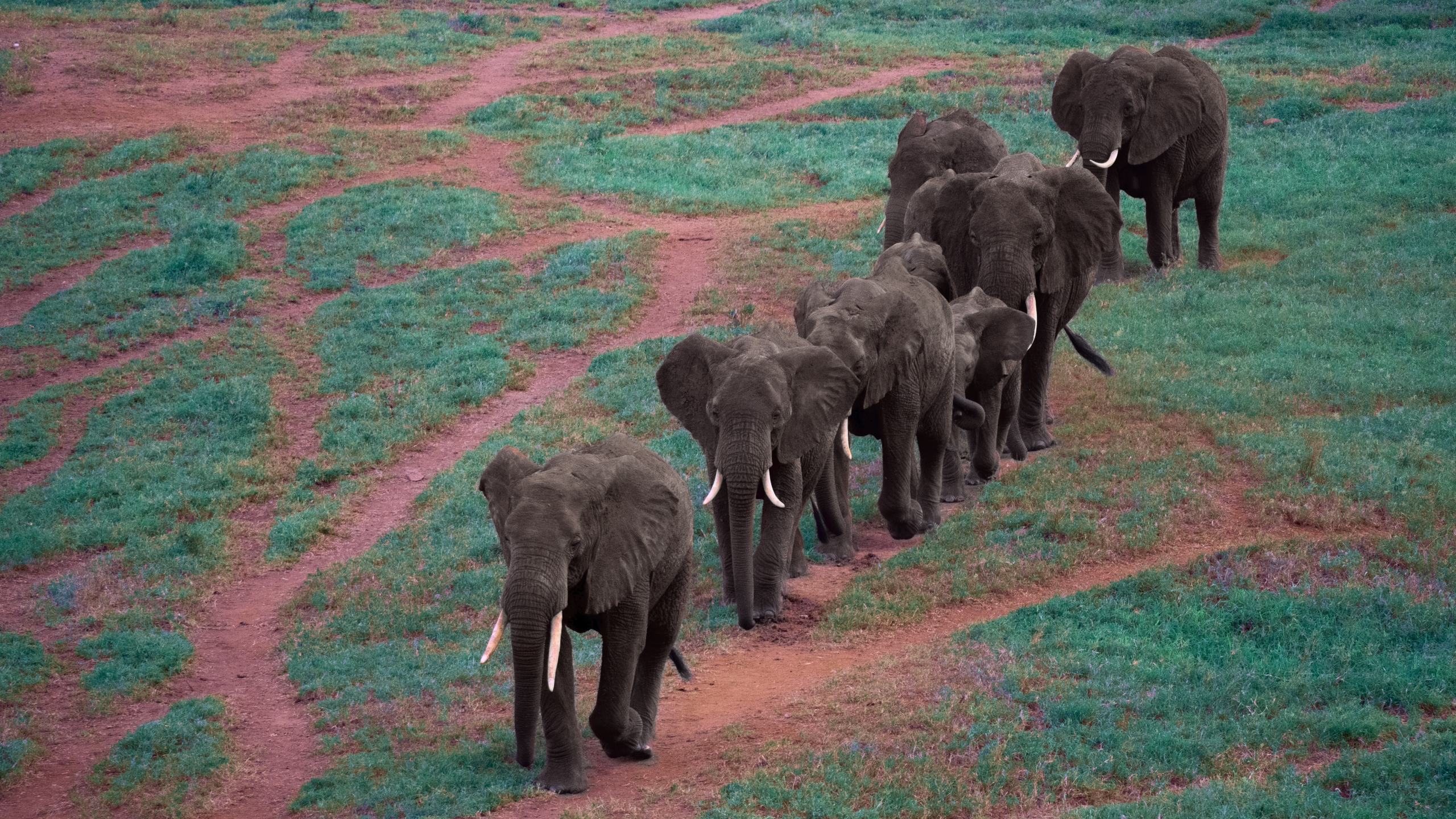 A herd of African elephants walking in a line HD Wallpaper