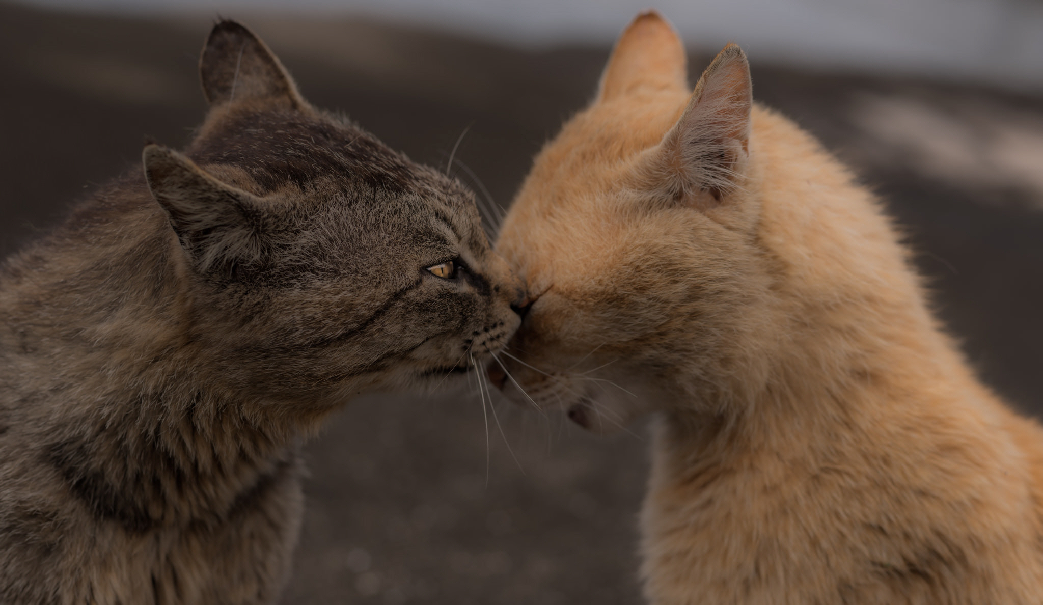 Two cats touching noses HD Wallpaper