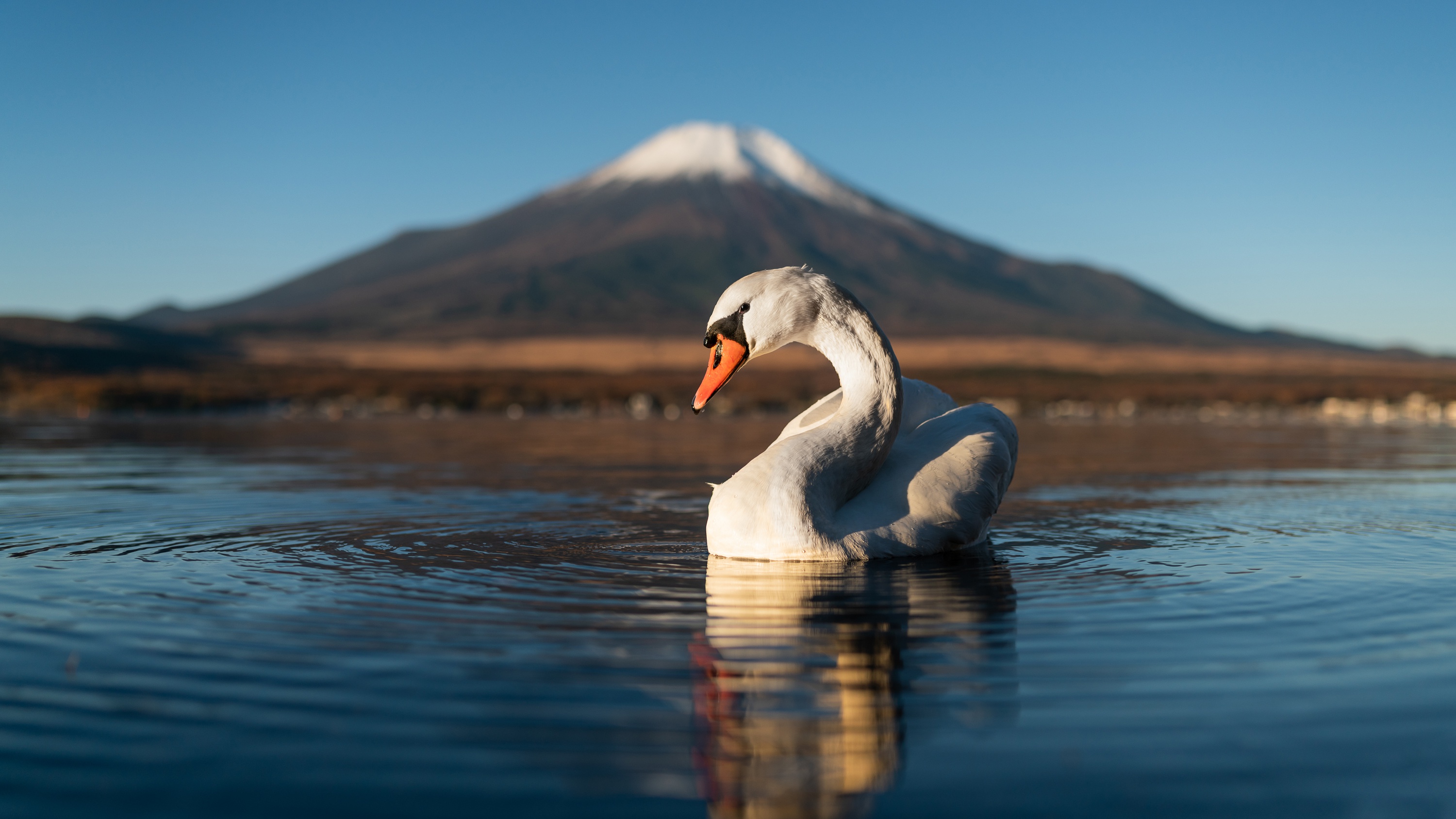 Mute Swan on a lake with Mount Fuji reflection HD Wallpaper
