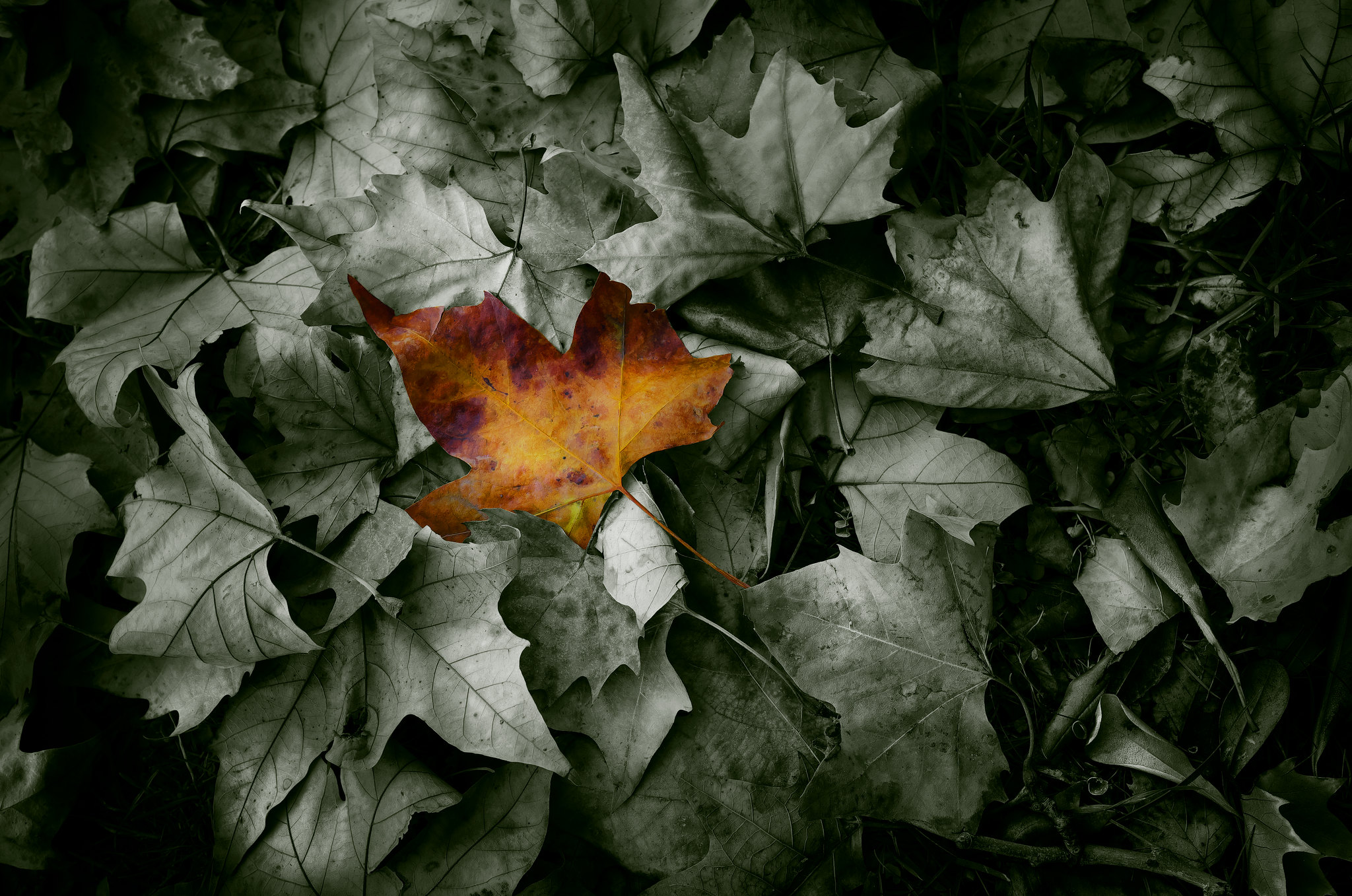 A single colorful leaf on a bed of grey leaves HD Wallpaper