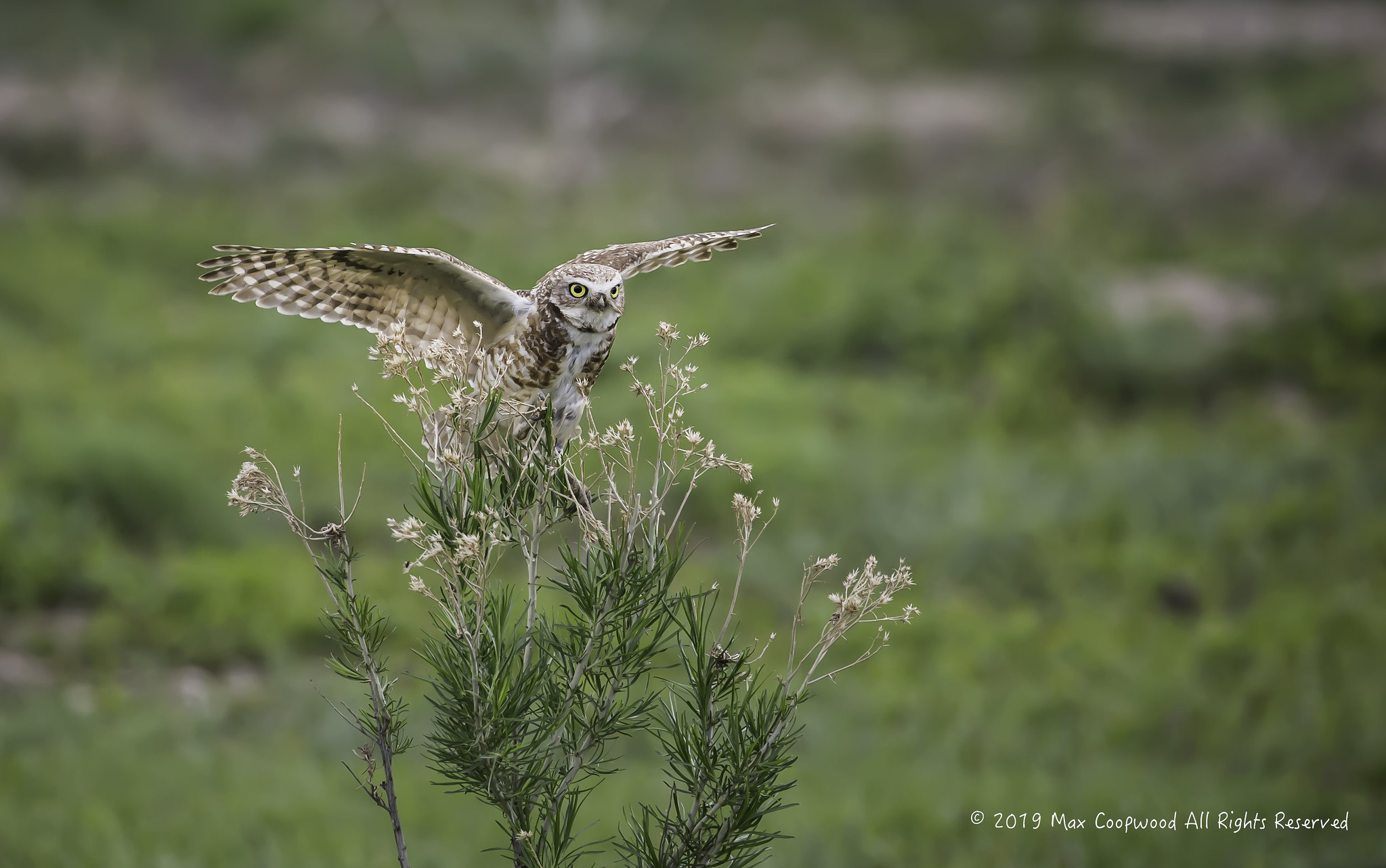 Burrowing owl perched on a plant HD Wallpaper