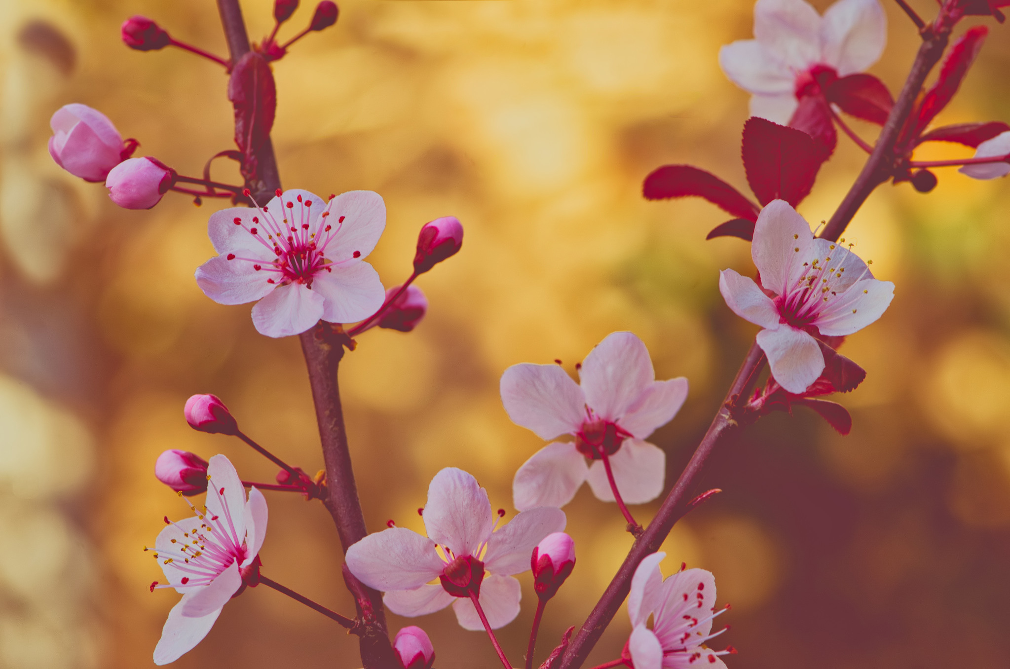 Pink Cherry Blossoms on Branches HD Wallpaper
