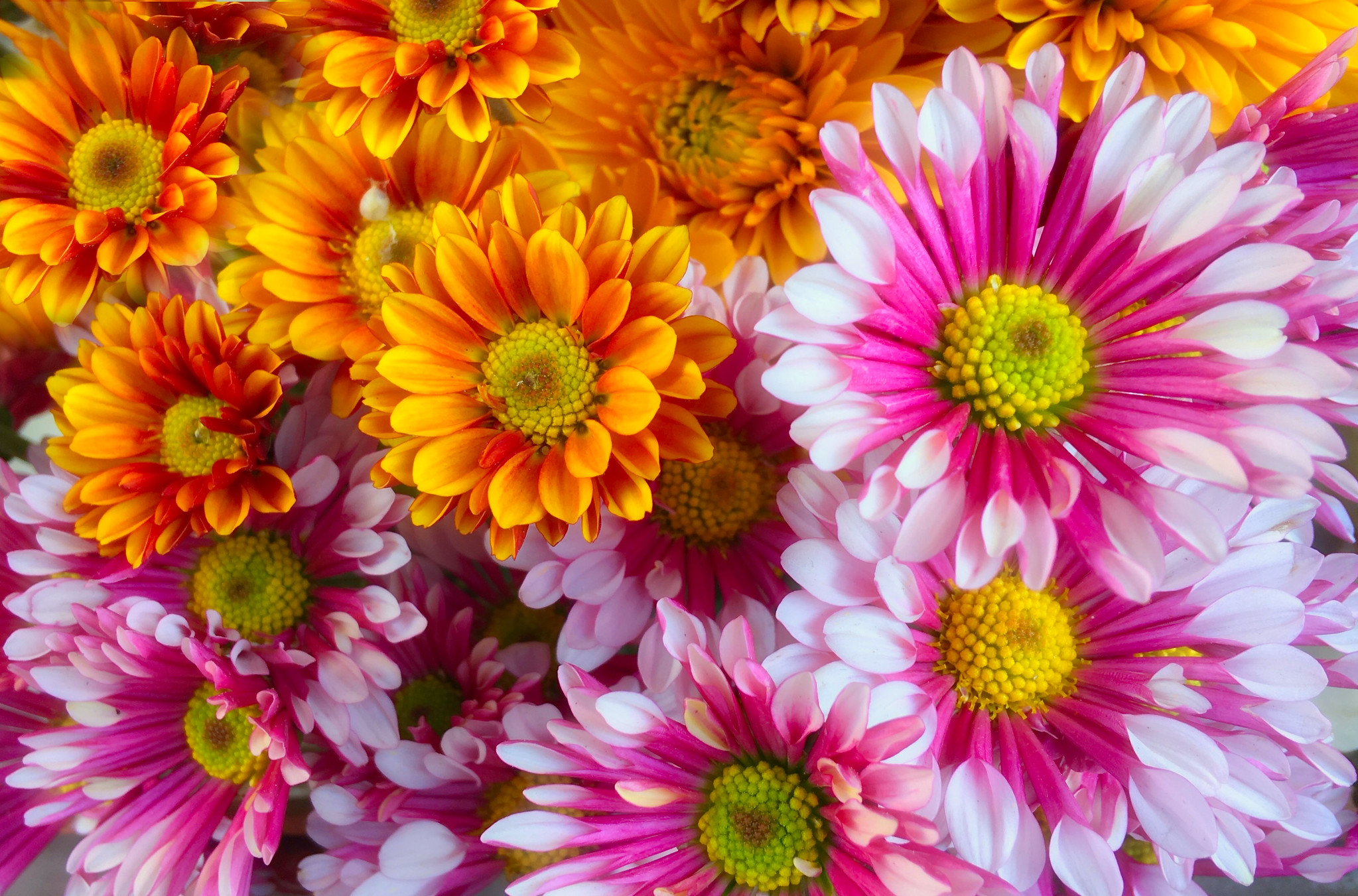 Close-up of pink and orange chrysanthemums HD Wallpaper
