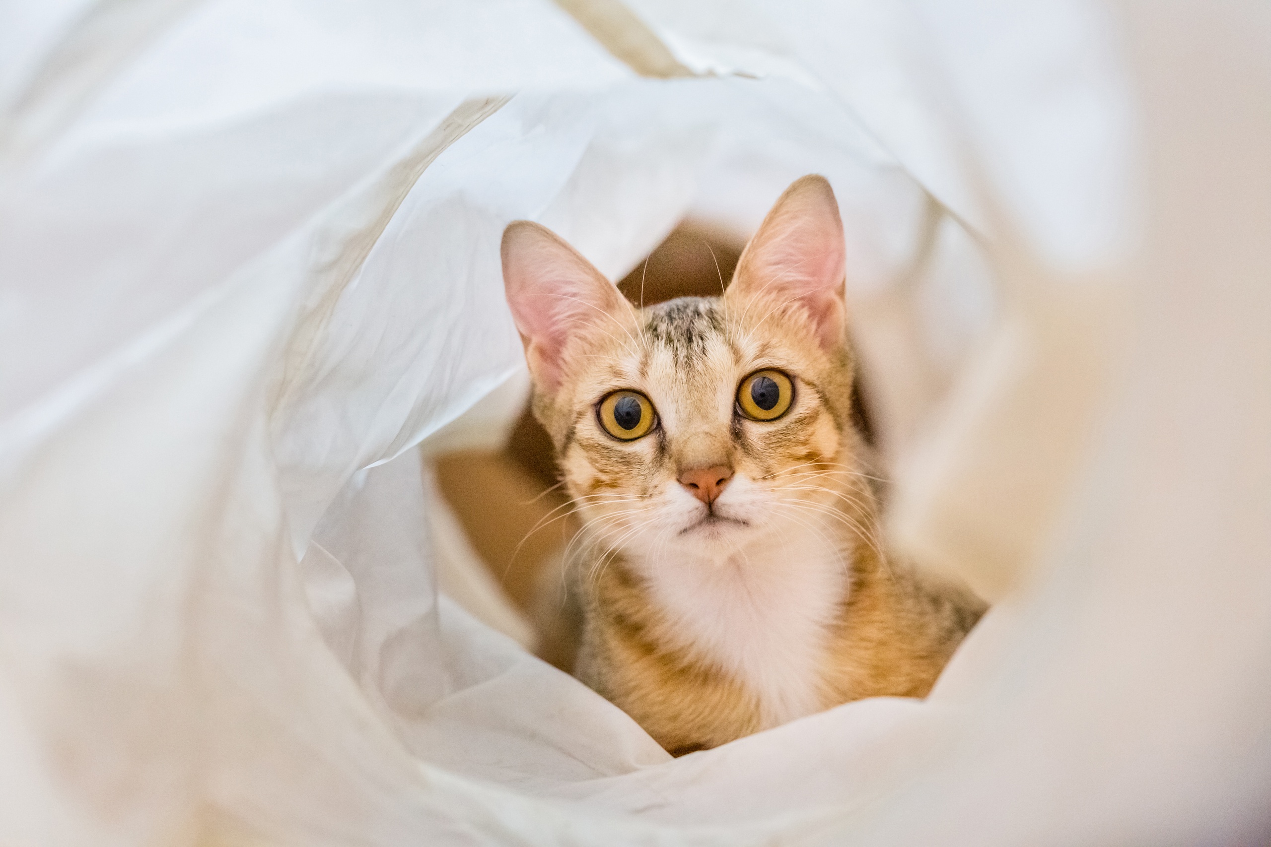 A tabby cat peeking out from white fabric HD Wallpaper