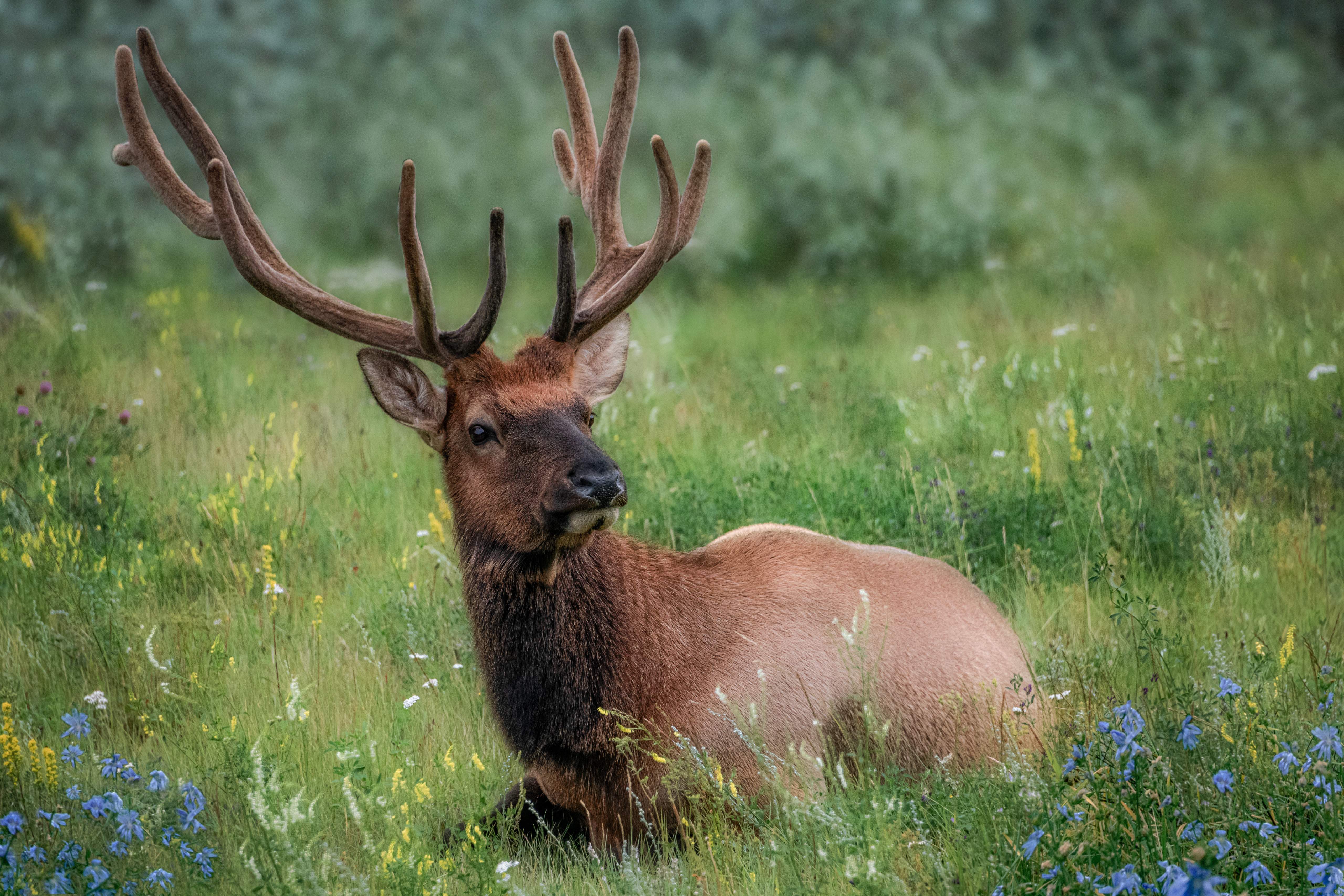 Bull Elk with Antlers in a Field of Flowers HD Wallpaper