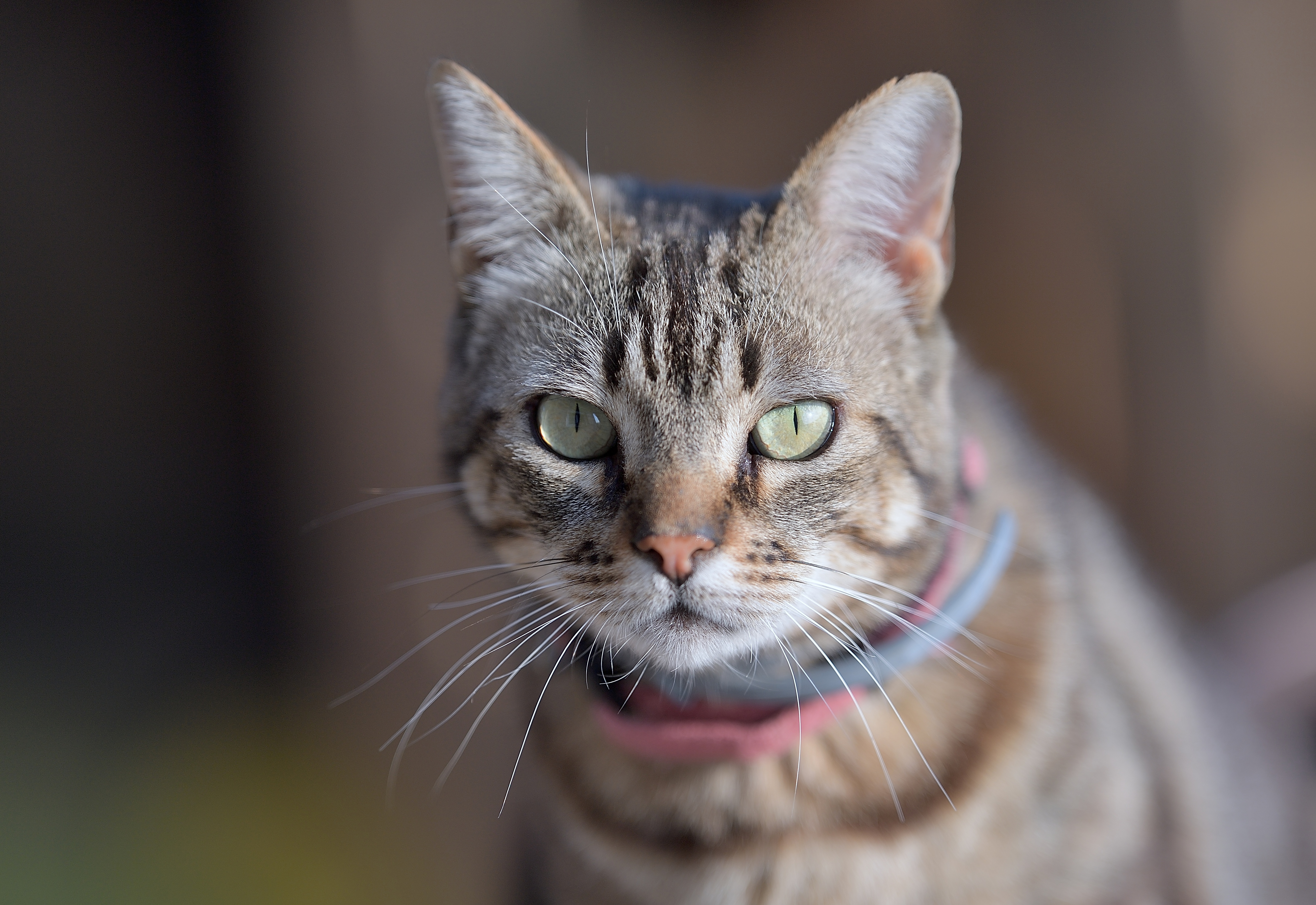 Tabby Cat with Green Eyes HD Wallpaper