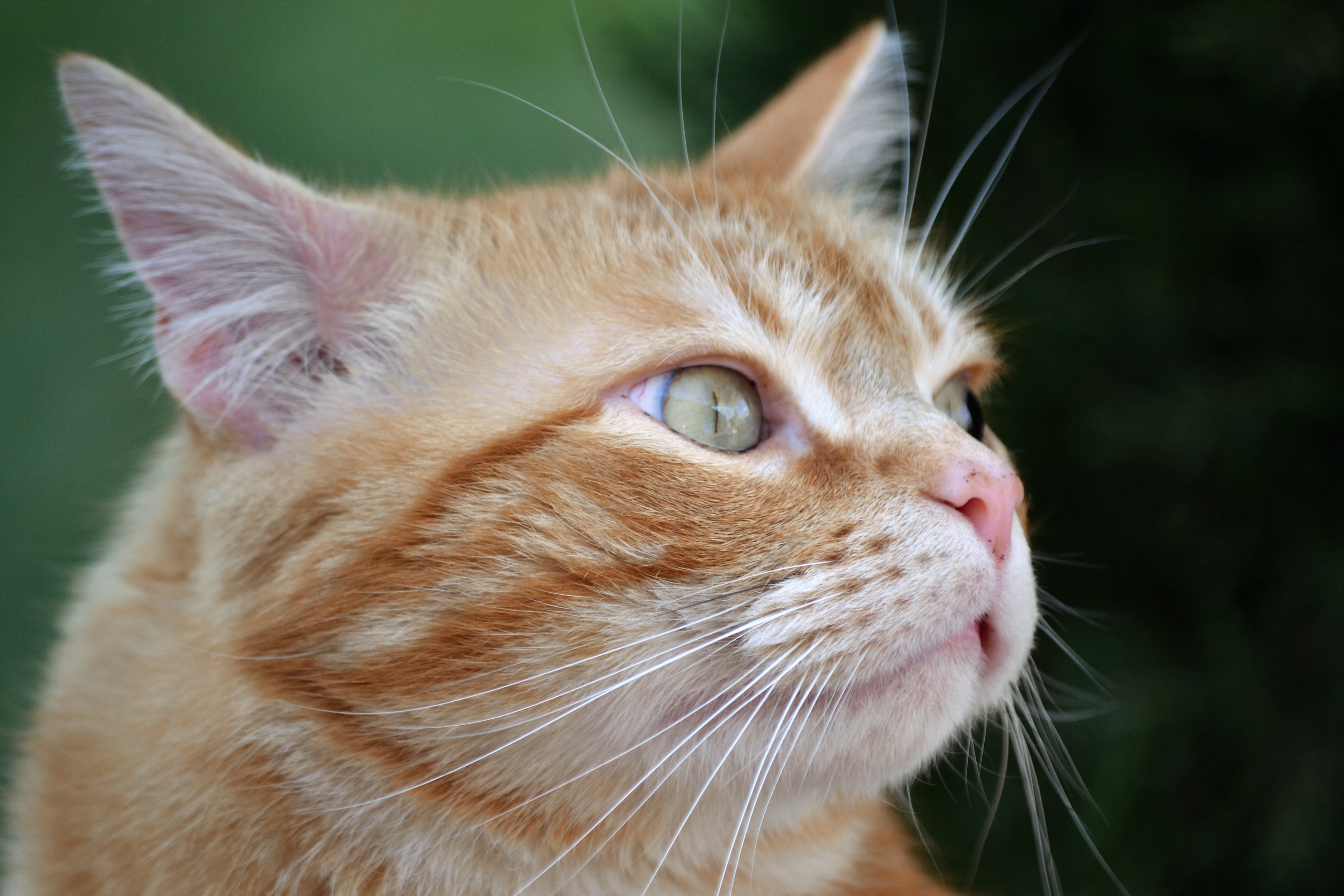 Close-up of an orange tabby cat's face HD Wallpaper