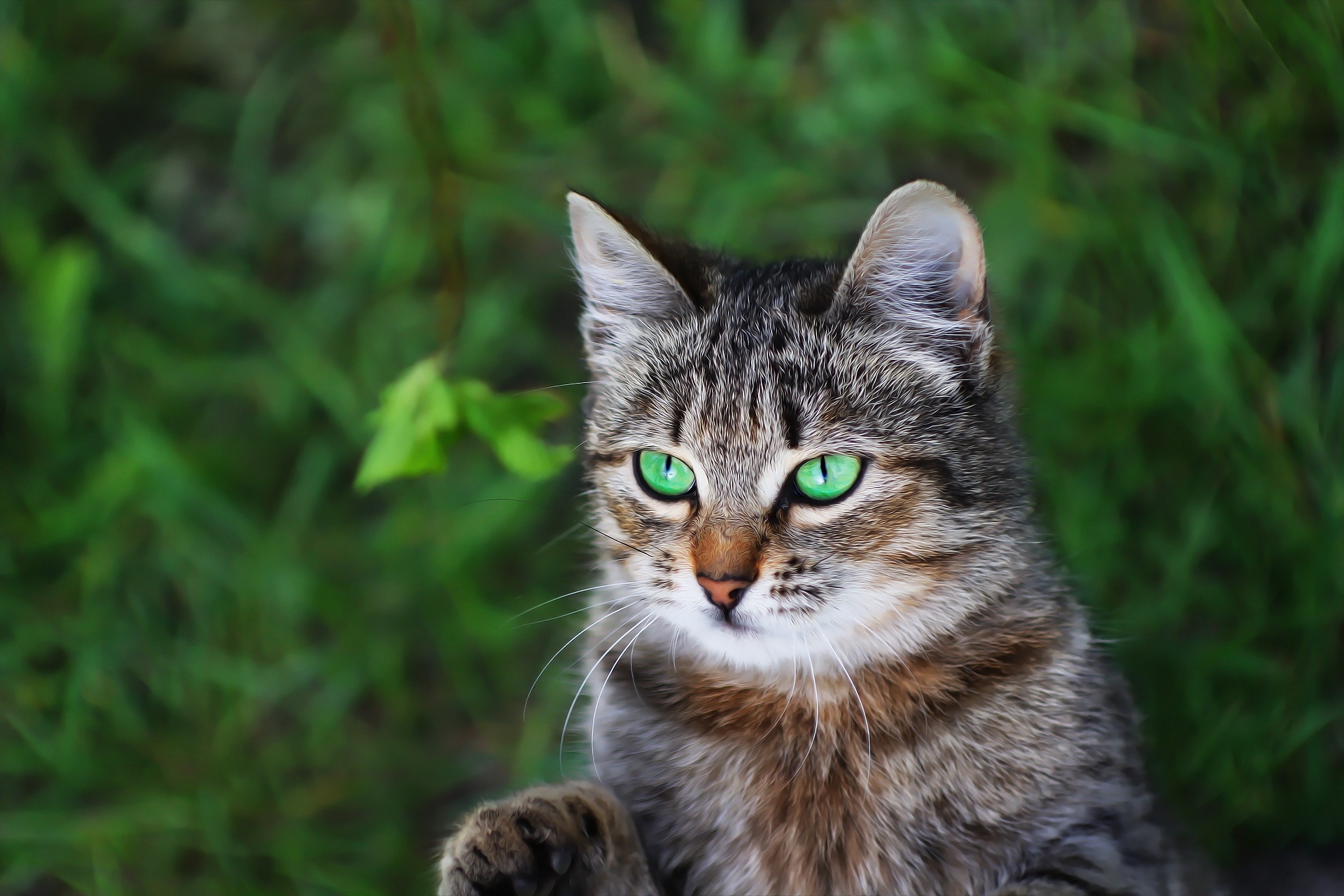 Tabby Cat with Bright Green Eyes Outdoors HD Wallpaper