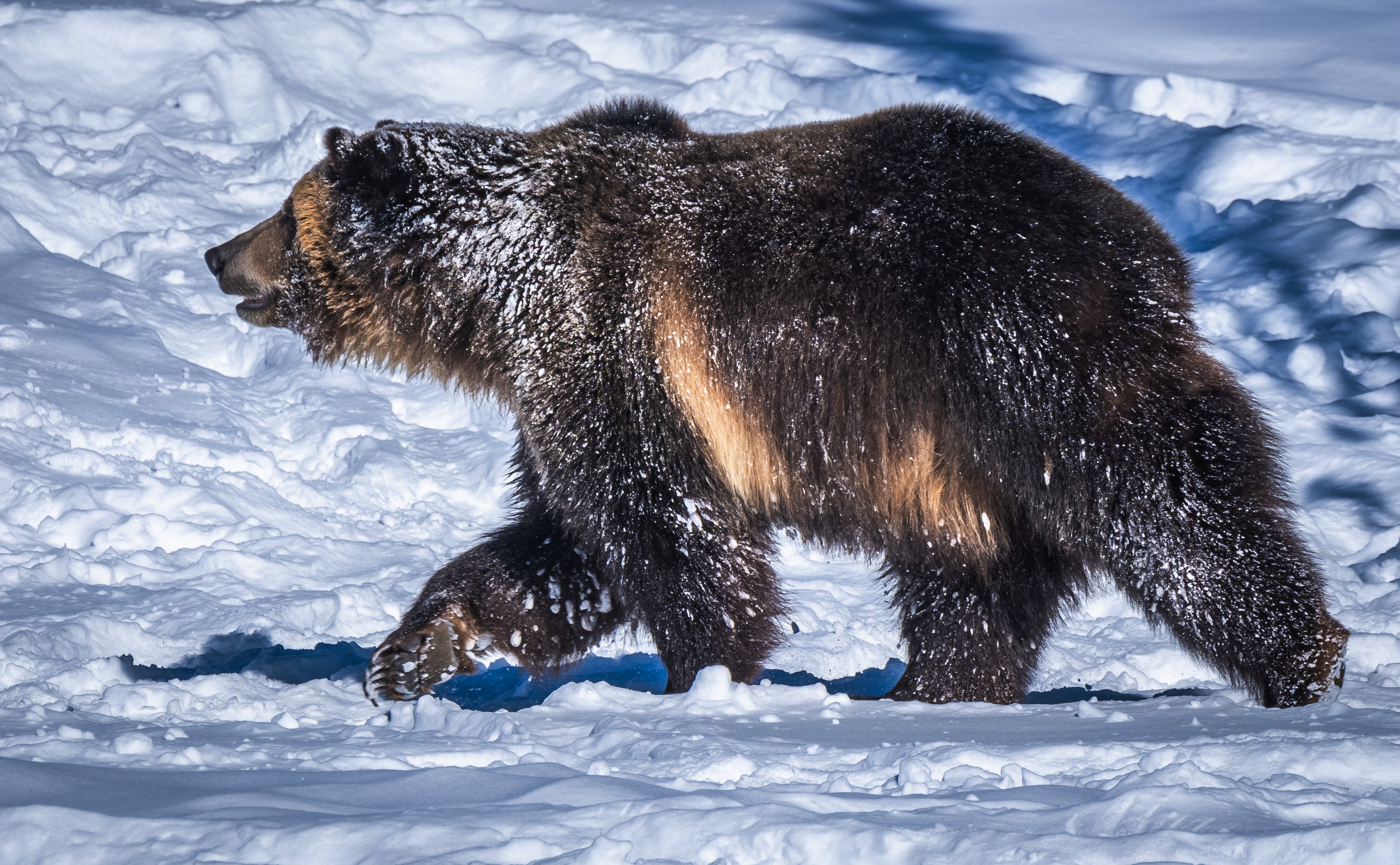 Grizzly Bear Walking in Snow HD Wallpaper