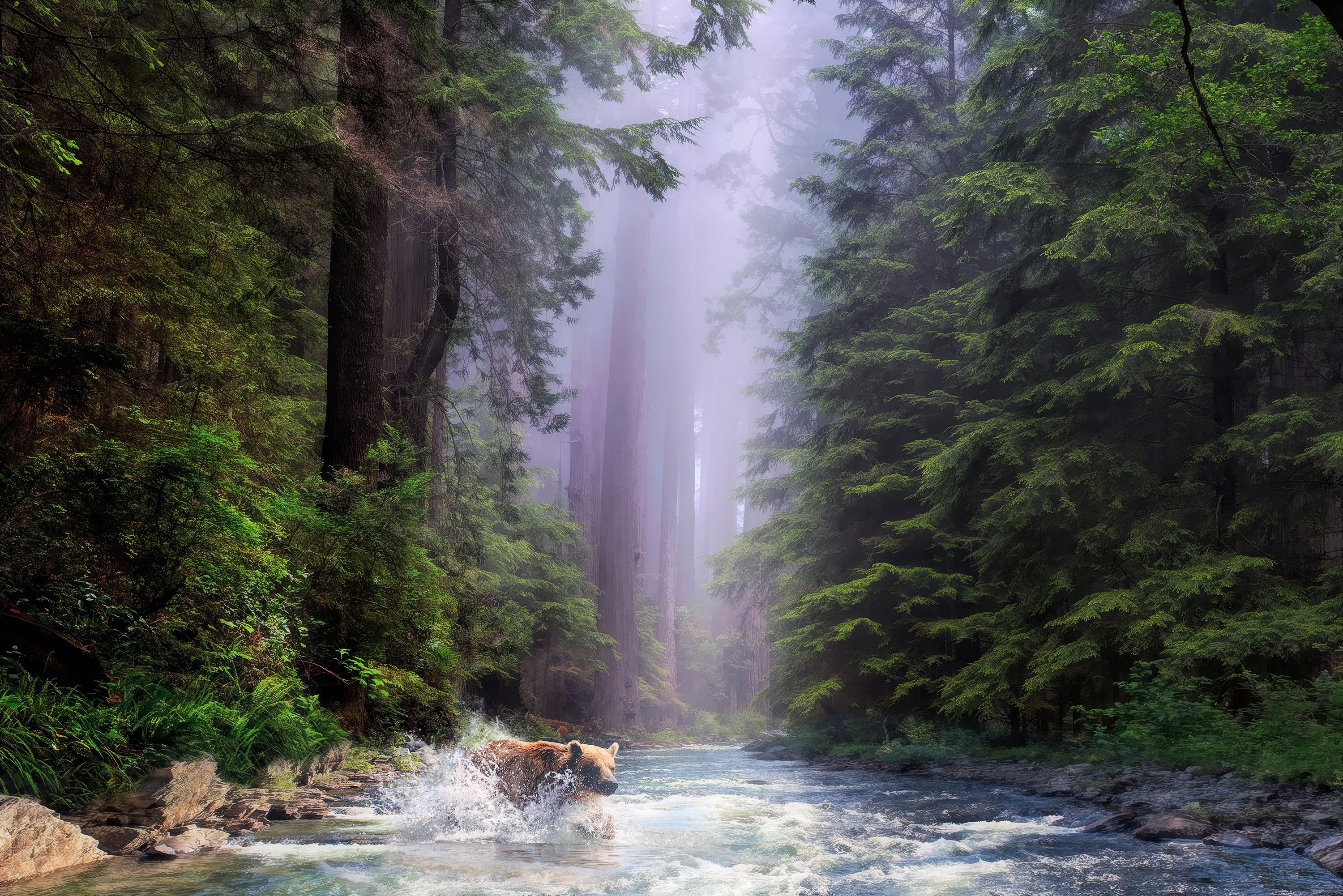 Grizzly bear crossing a river in a redwood forest HD Wallpaper