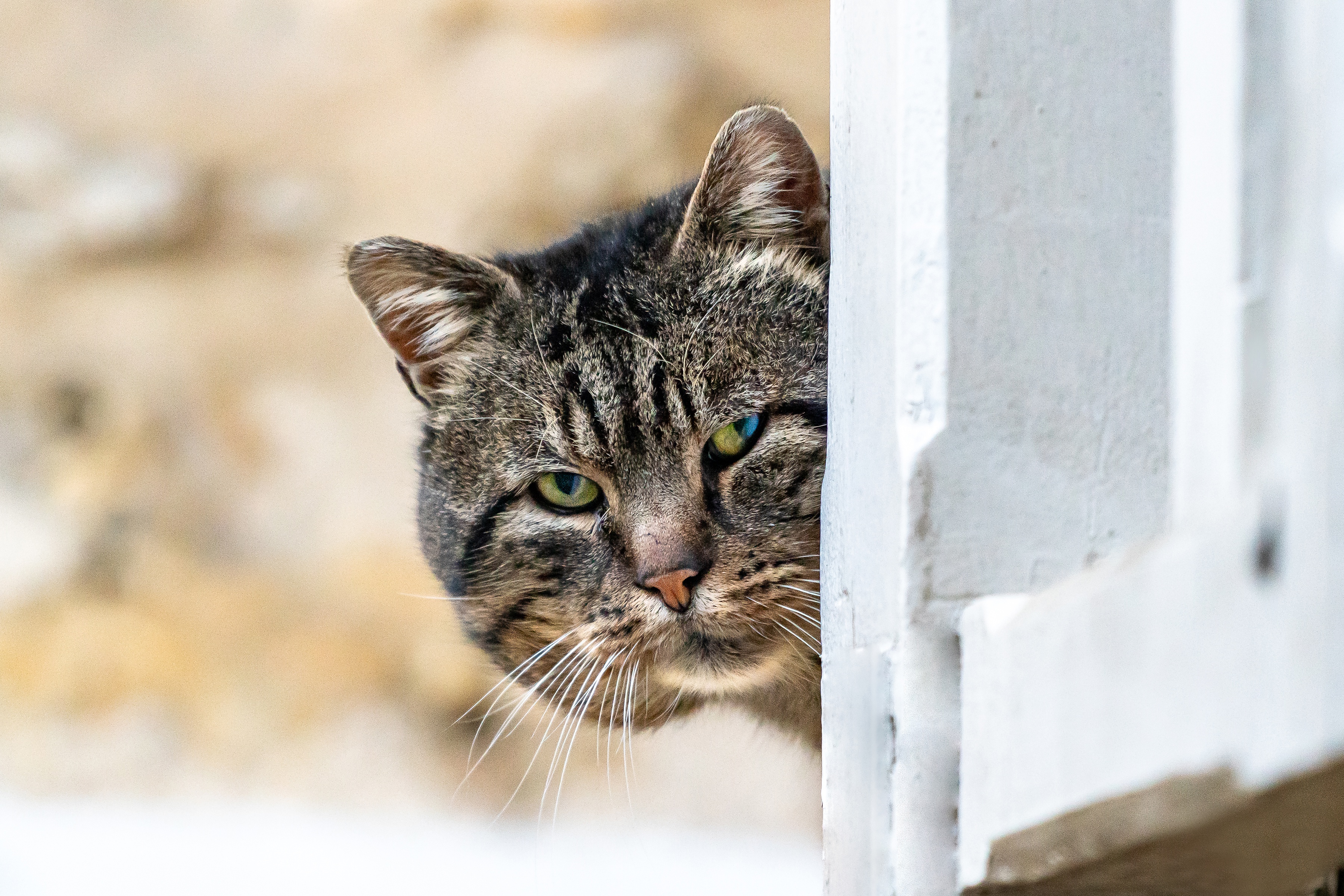 A tabby cat peeks around a white post HD Wallpaper