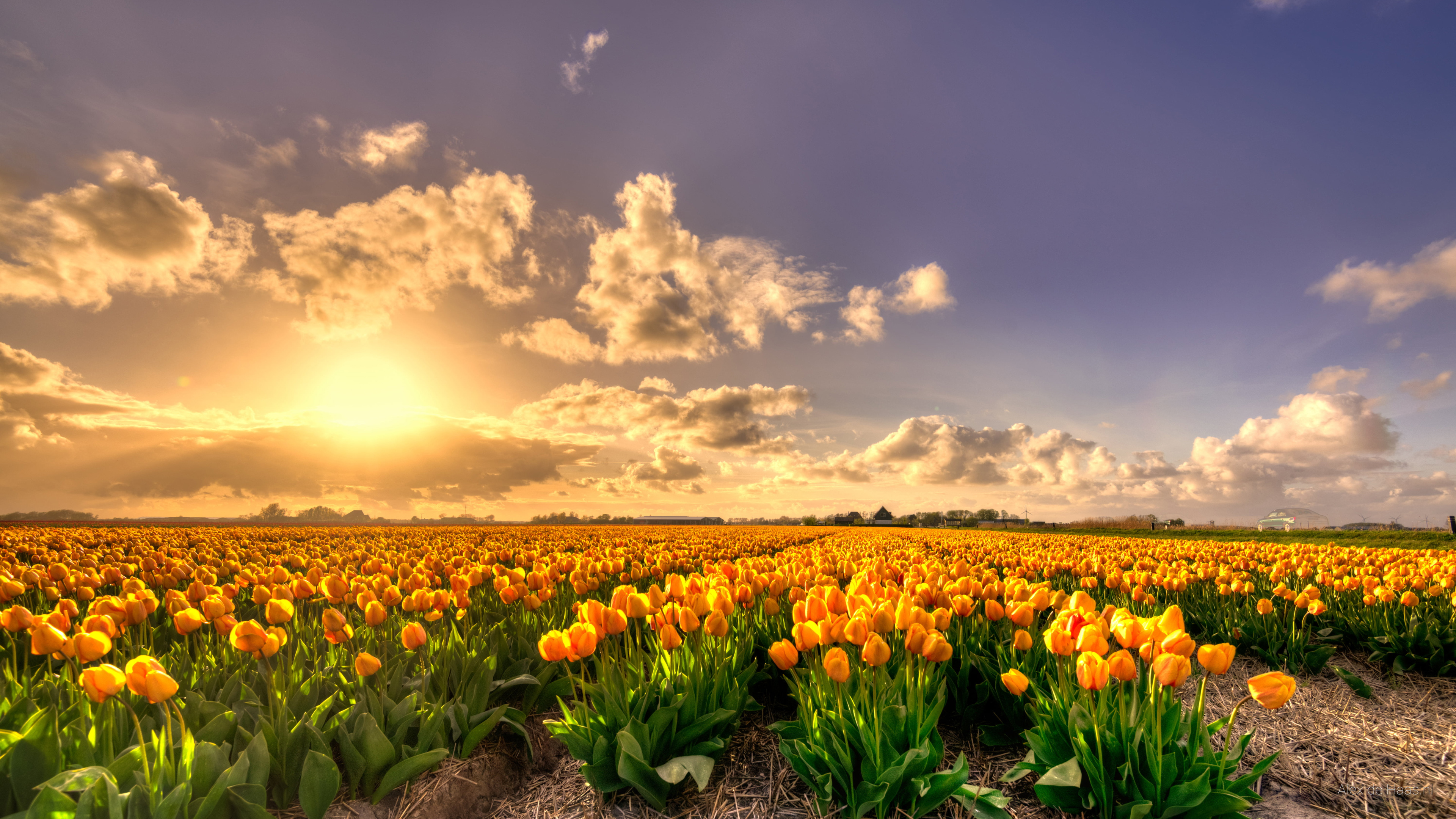 Field of yellow tulips at sunset HD Wallpaper