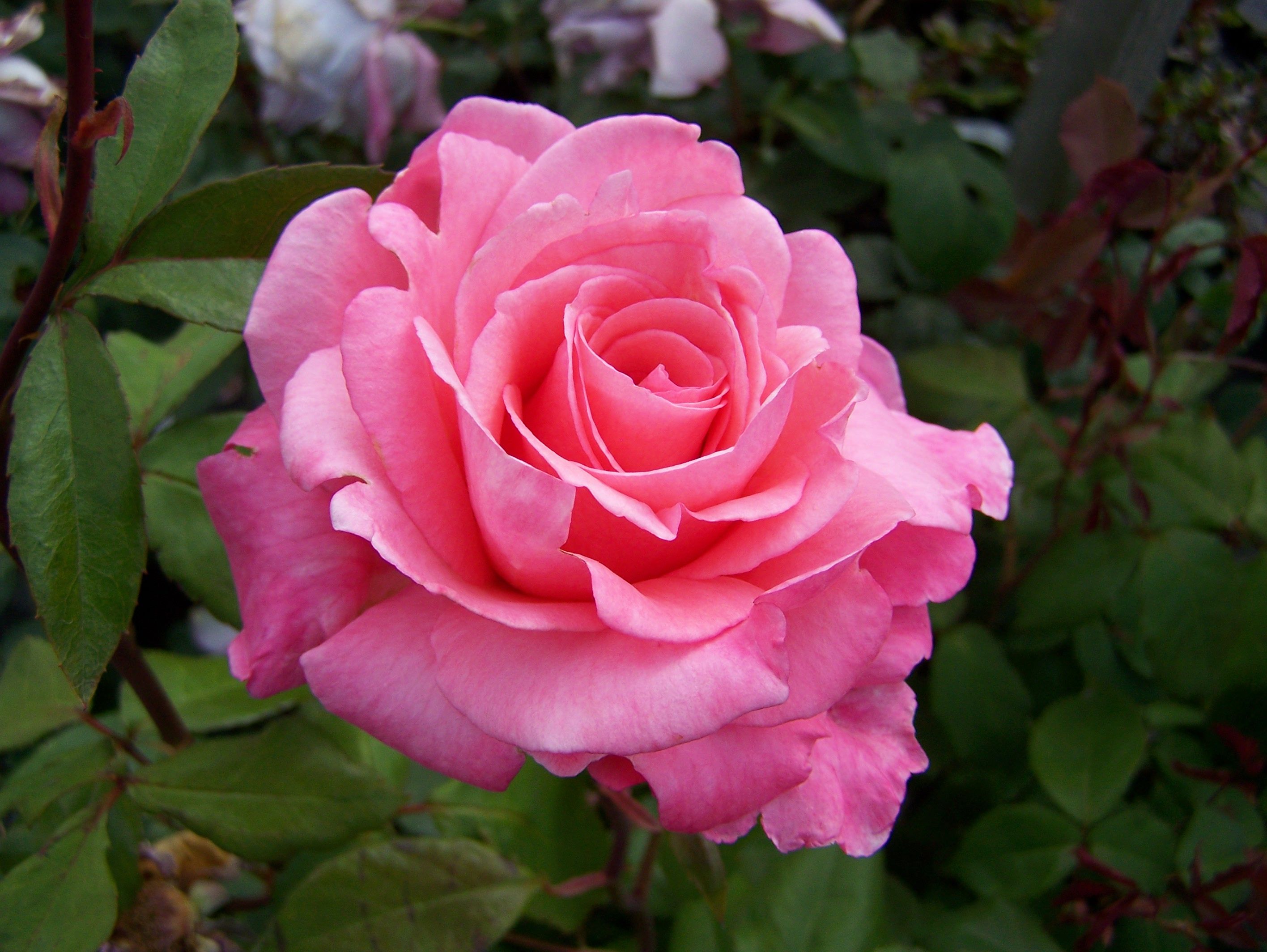 Pink Rose in Bloom HD Wallpaper