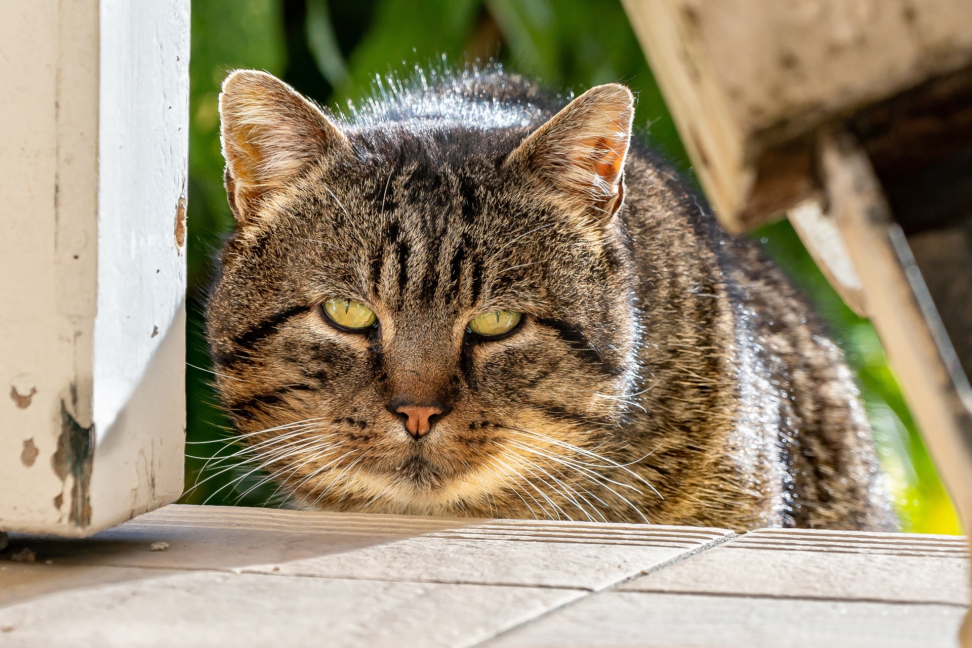 Tabby cat with green eyes looking forward HD Wallpaper