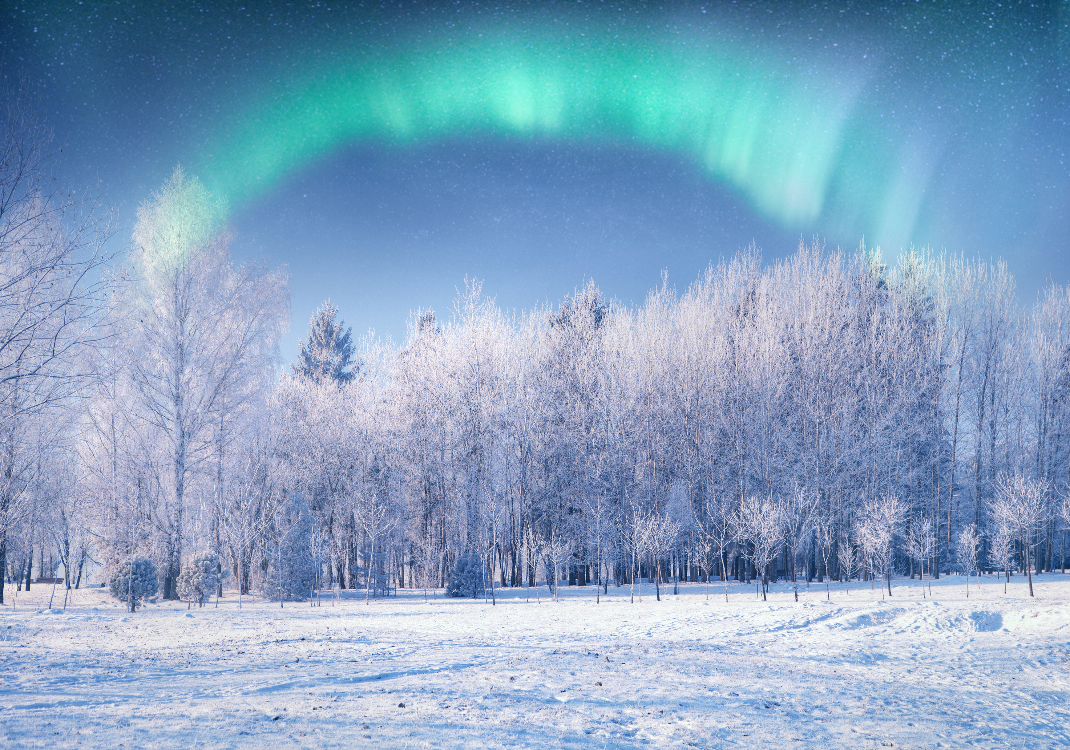 Aurora Borealis over a snow-covered forest HD Wallpaper