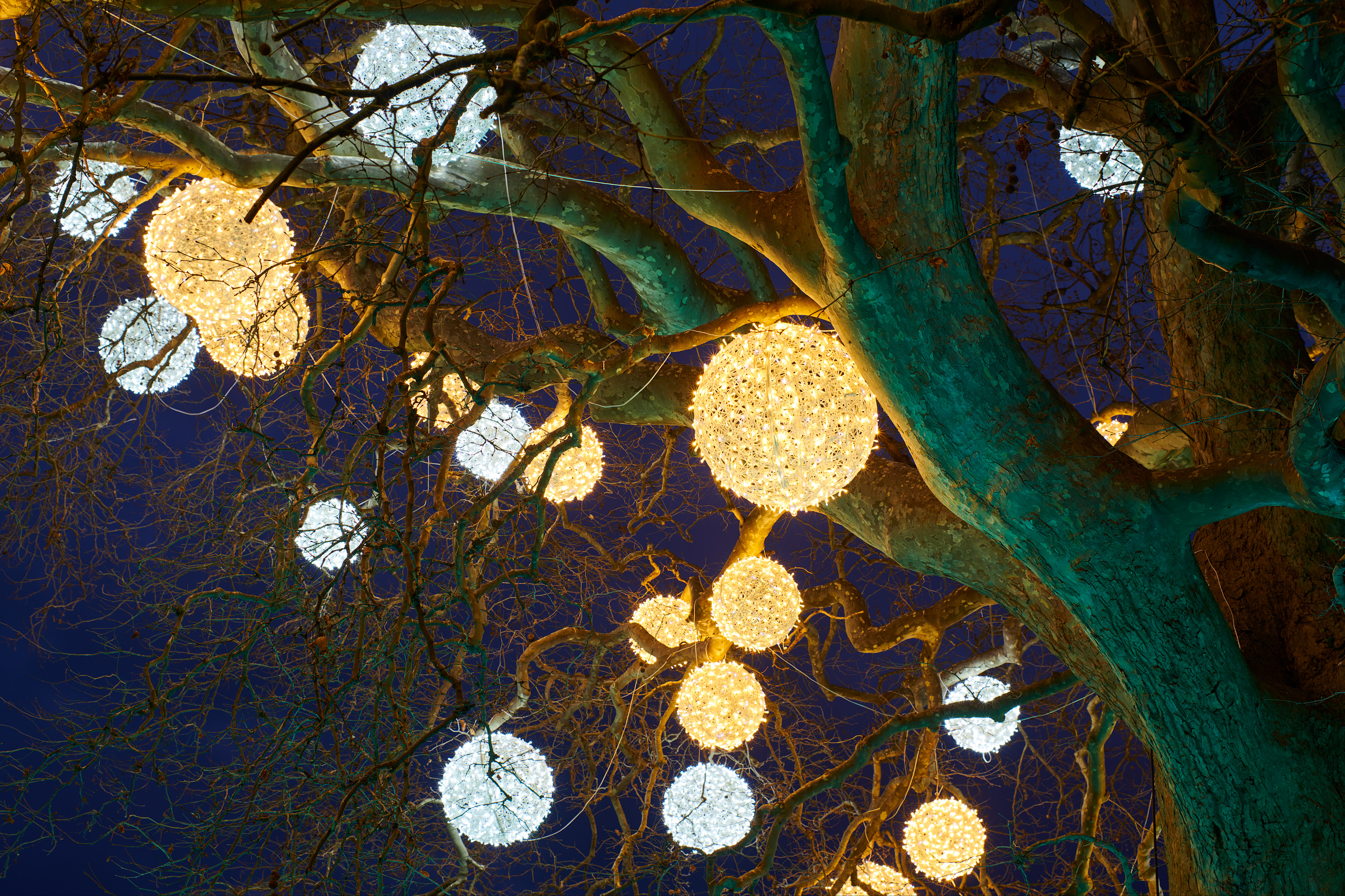 Spherical lights hanging from tree branches at night HD Wallpaper