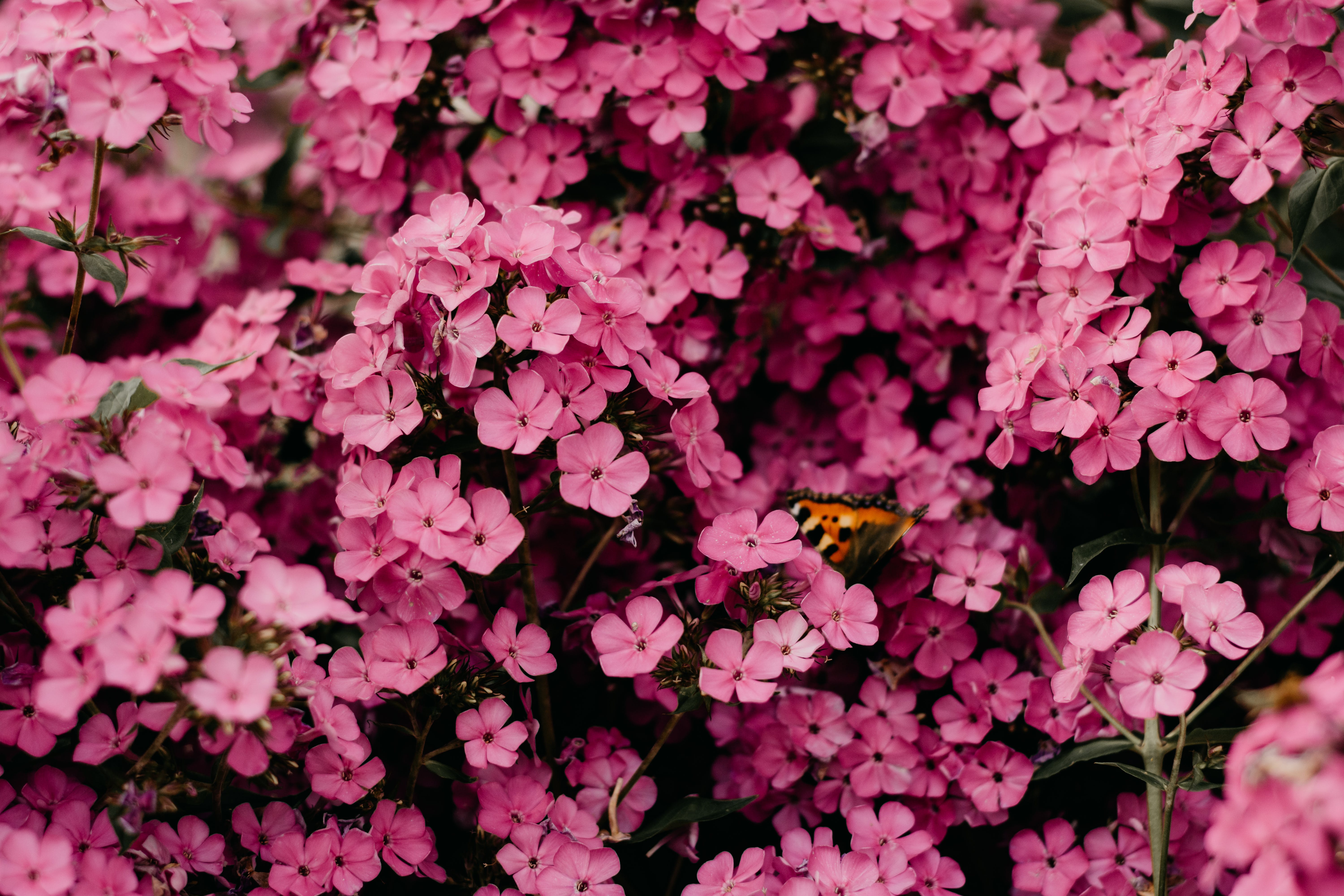 Pink Flowers with Butterfly HD Wallpaper