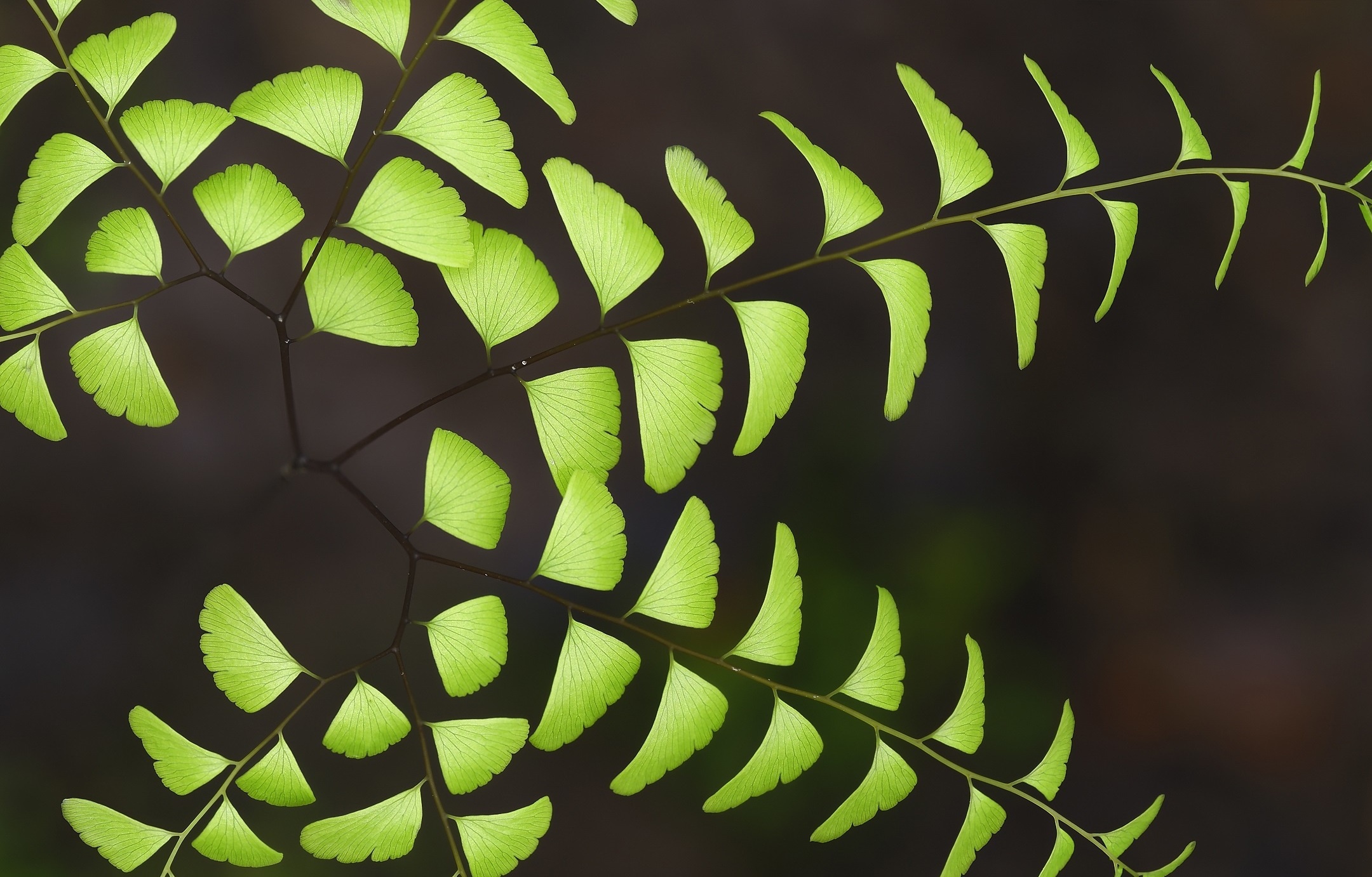 Maidenhair Fern fronds HD Wallpaper