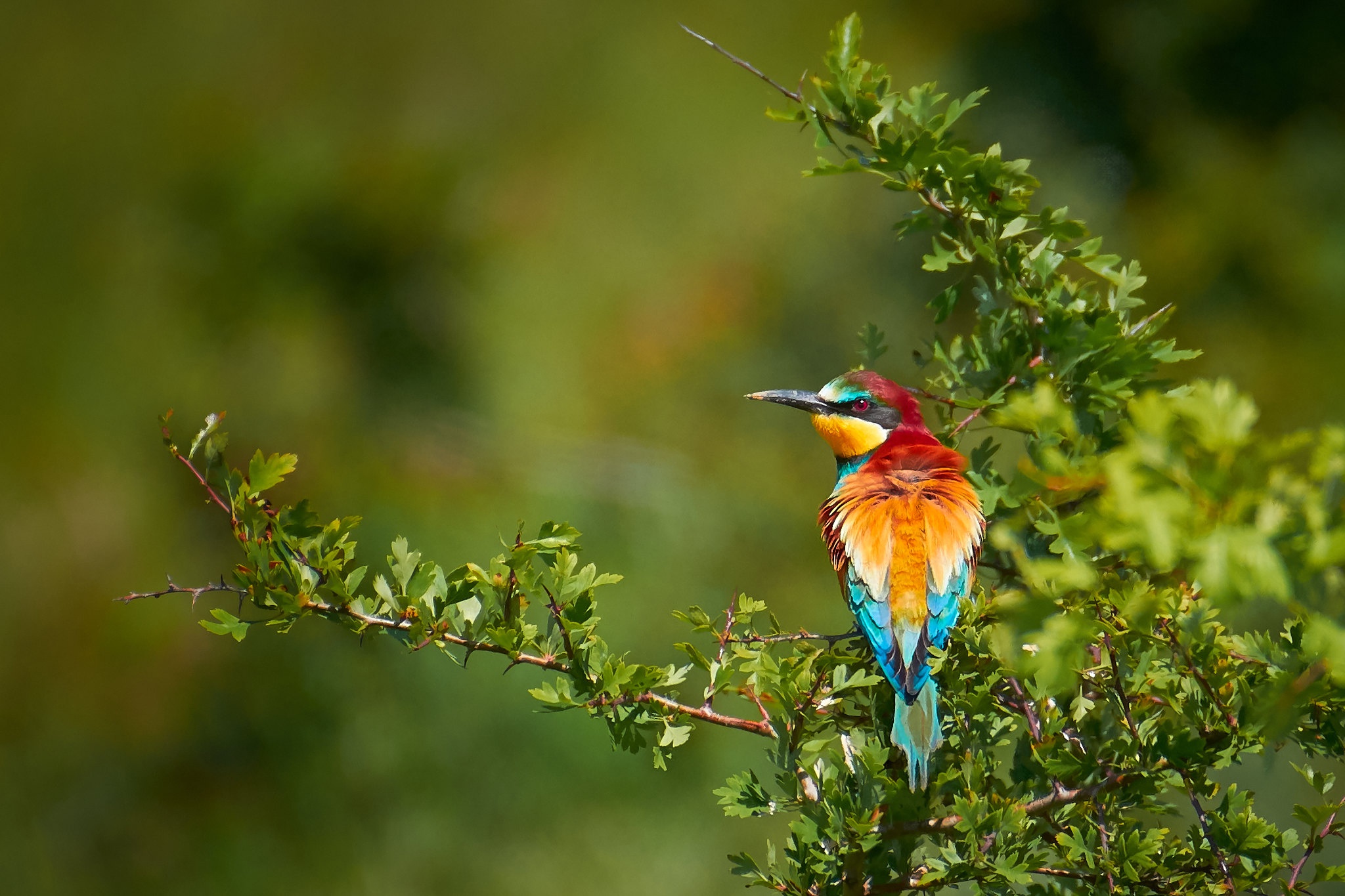 European Bee-eater bird perched on a branch HD Wallpaper