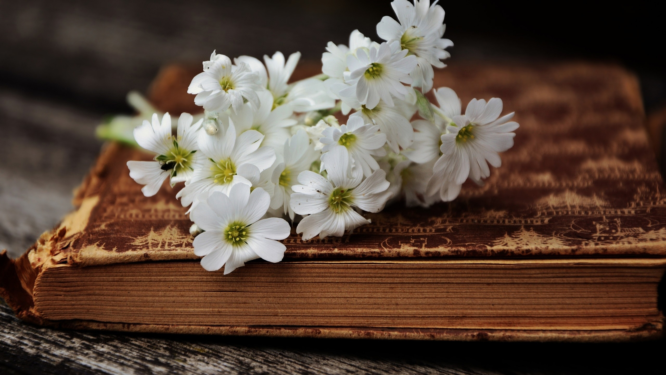 White flowers on an old book HD Wallpaper