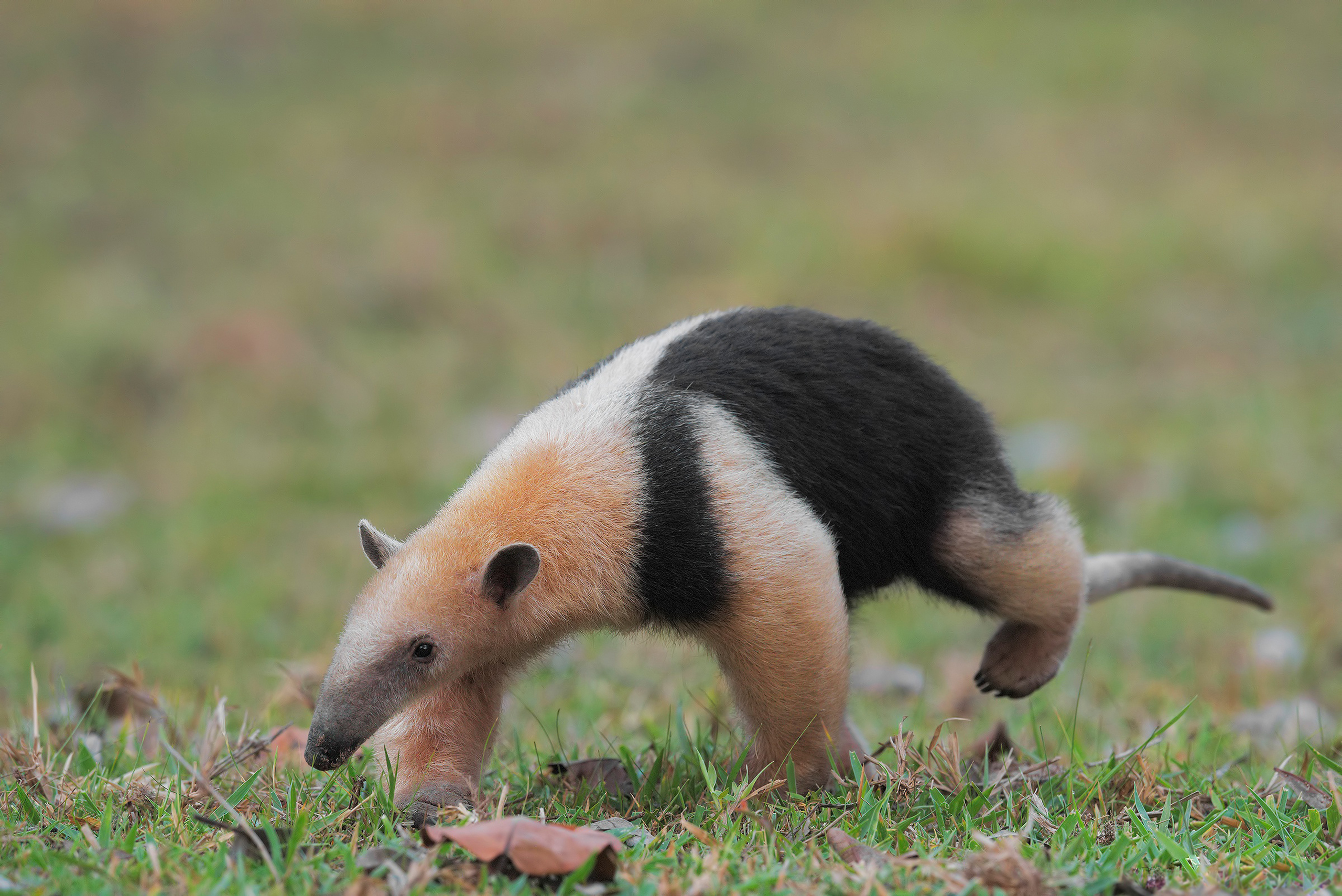 Young anteater walking on grass HD Wallpaper