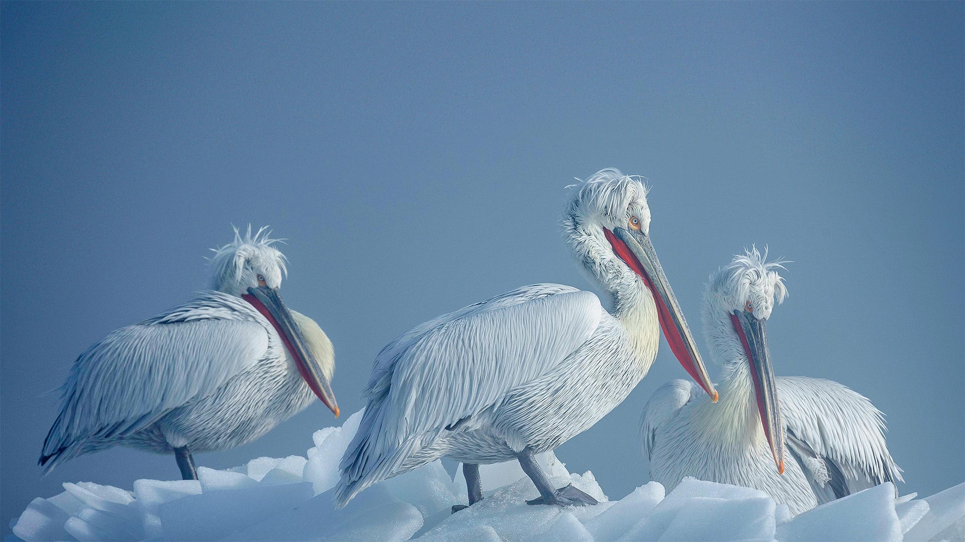 Dalmatian pelicans on ice HD Wallpaper