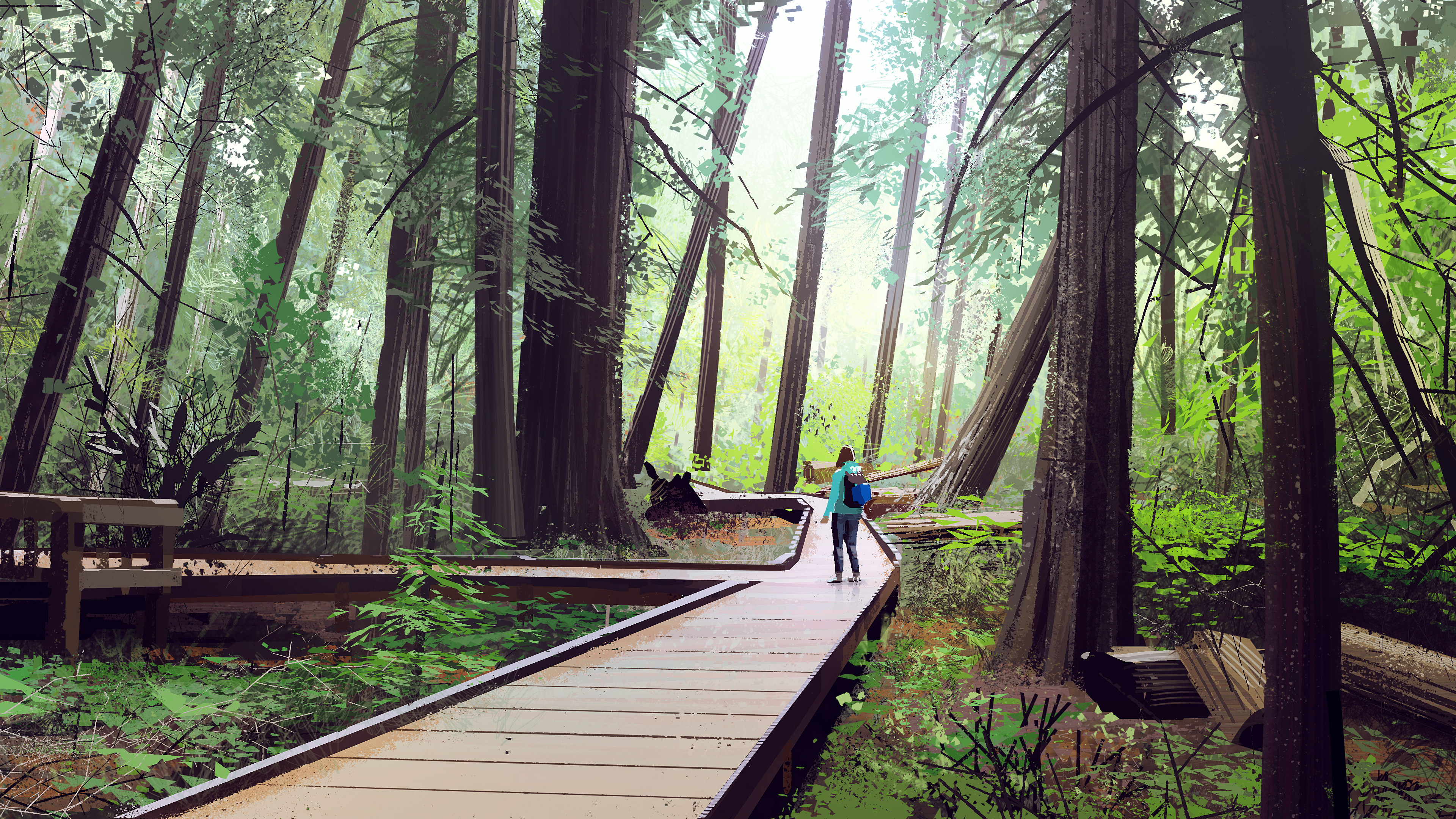 Person walking on a boardwalk in a redwood forest HD Wallpaper