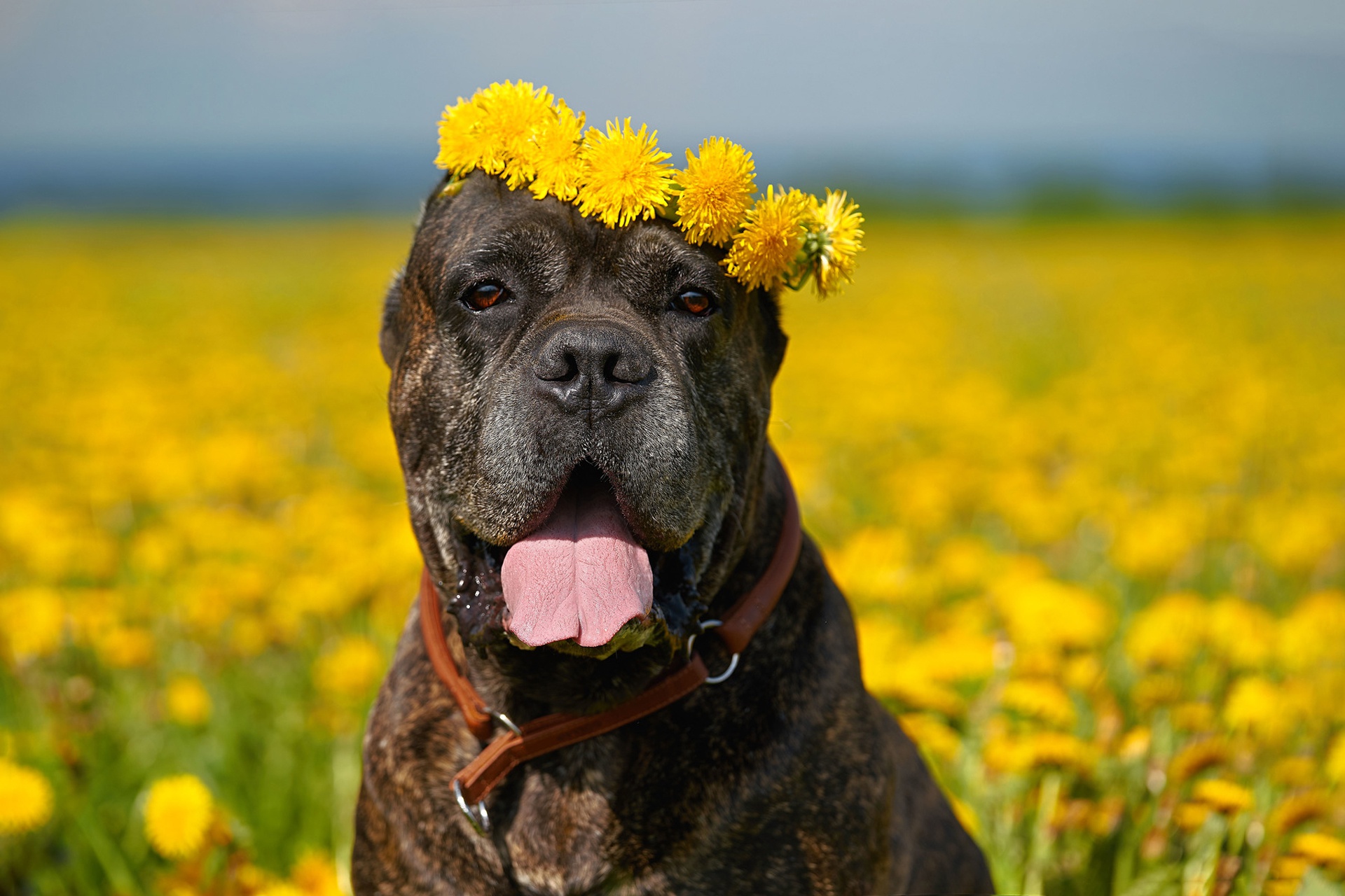 Cane Corso dog with dandelion crown in field HD Wallpaper