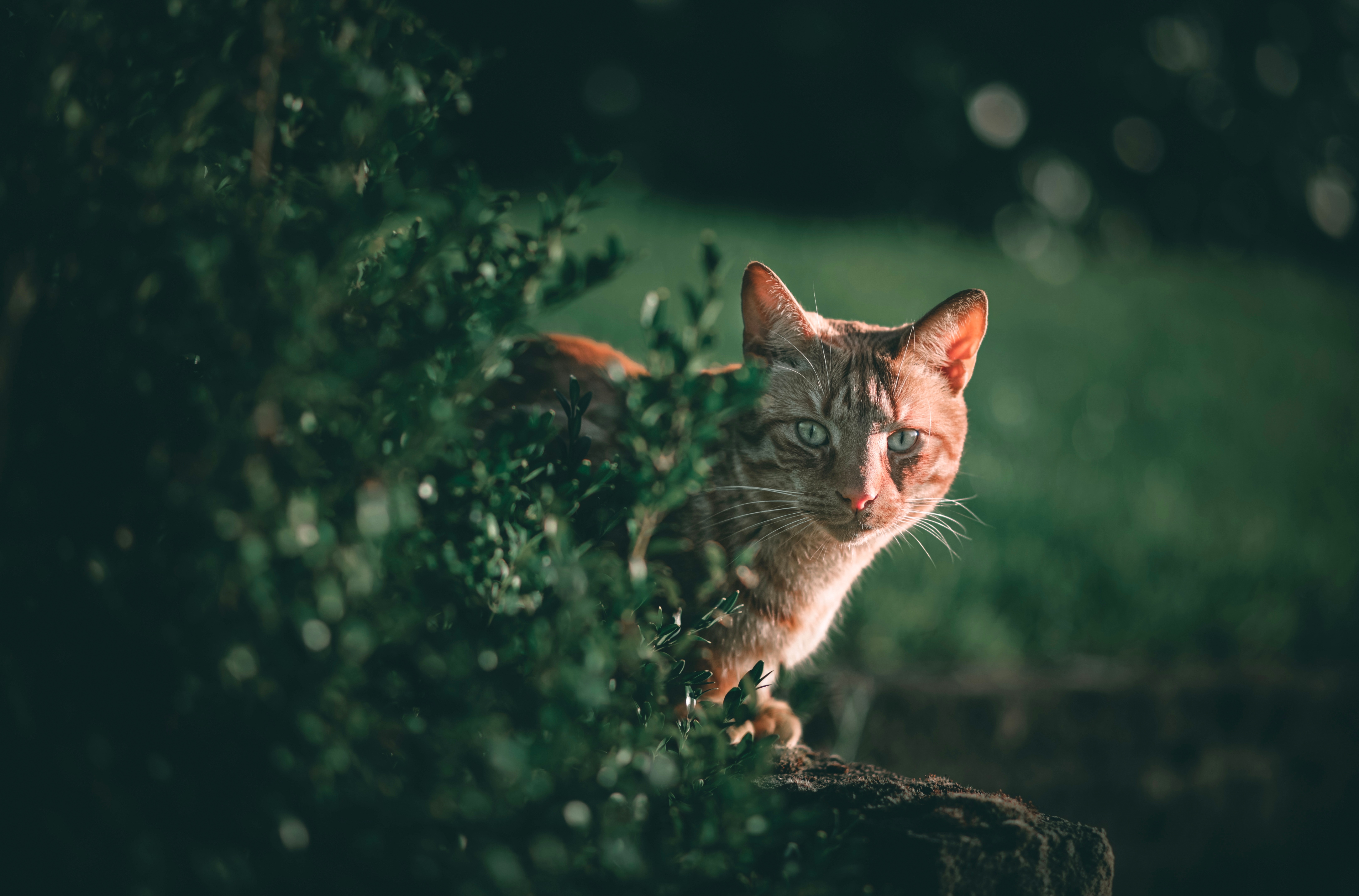 Orange tabby cat peeking from behind green bushes HD Wallpaper