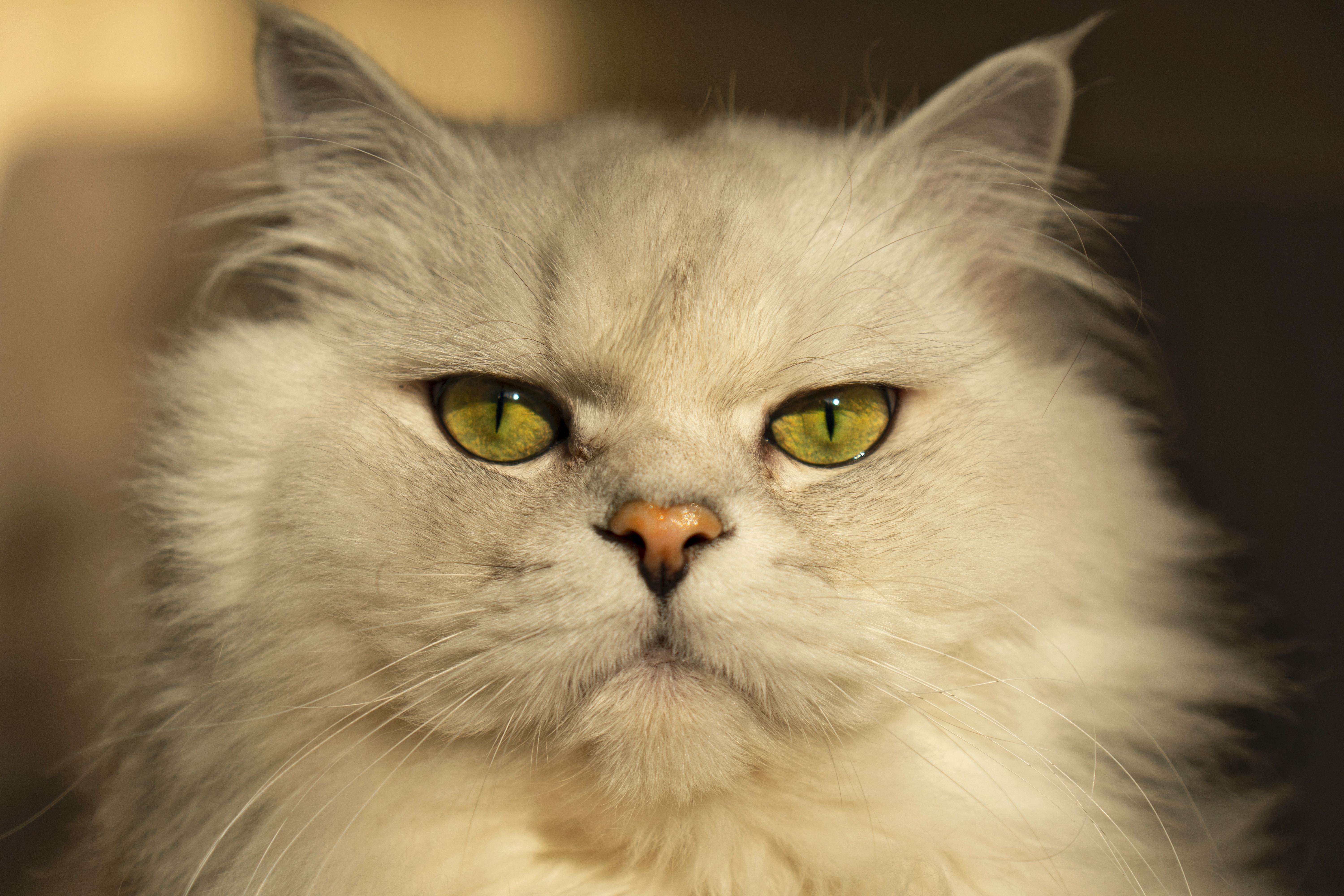 Close-up of a fluffy white cat with green eyes HD Wallpaper