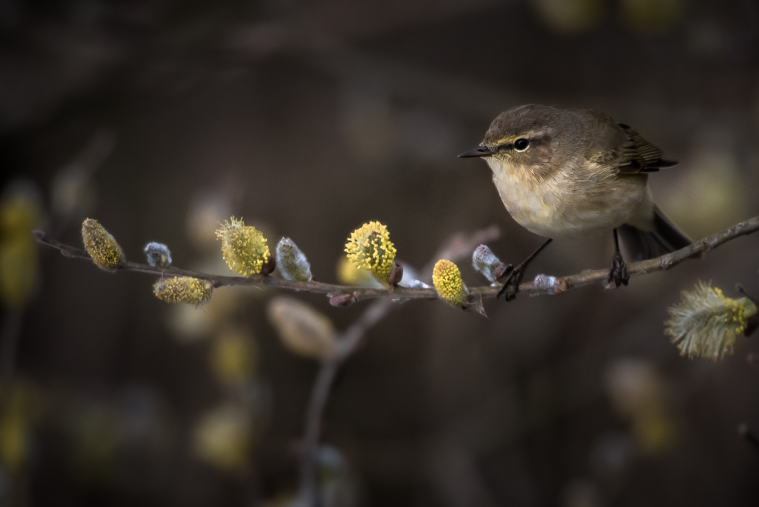 Small bird perched on a branch with catkins HD Wallpaper