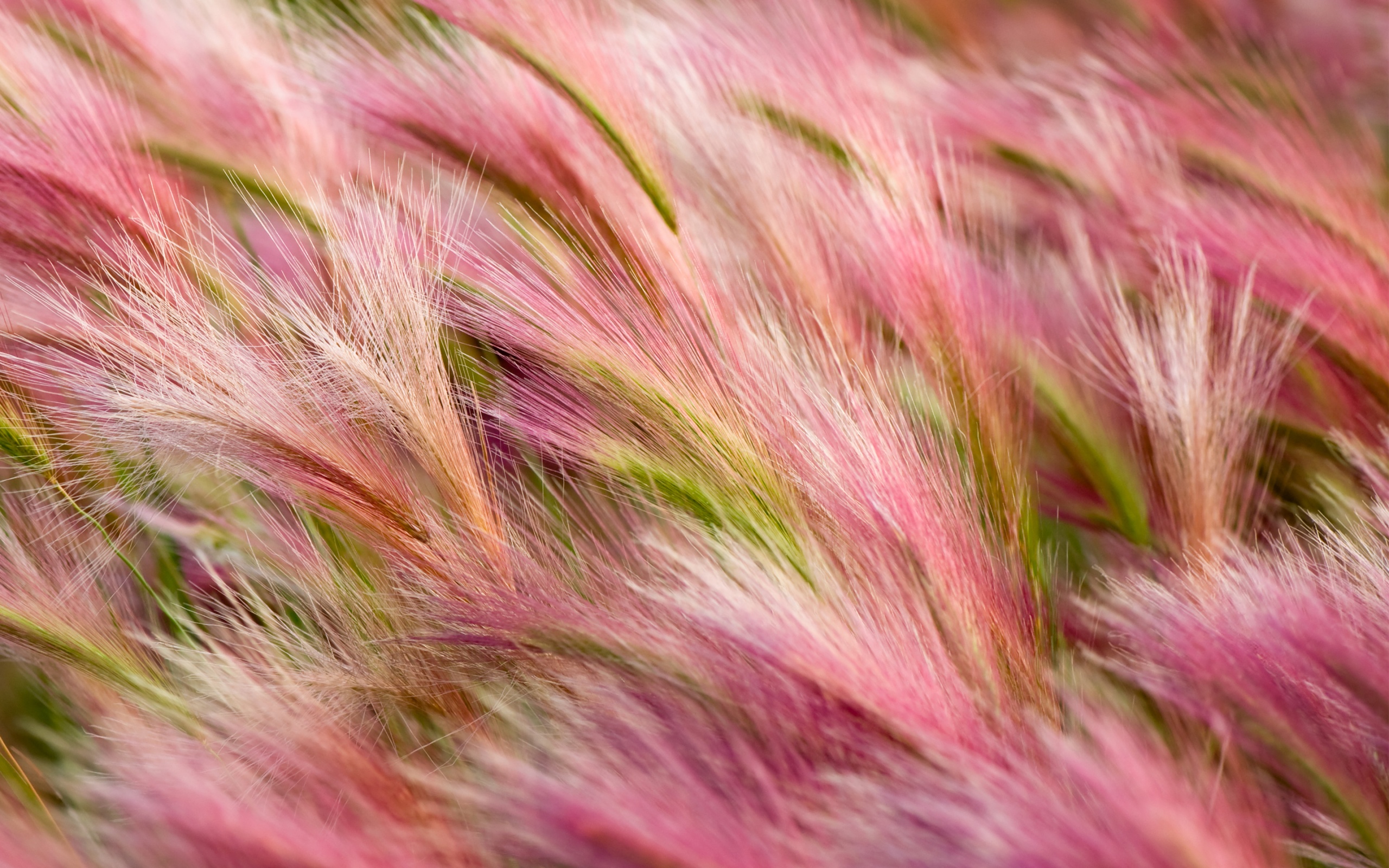 Pink and green foxtail barley grass HD Wallpaper