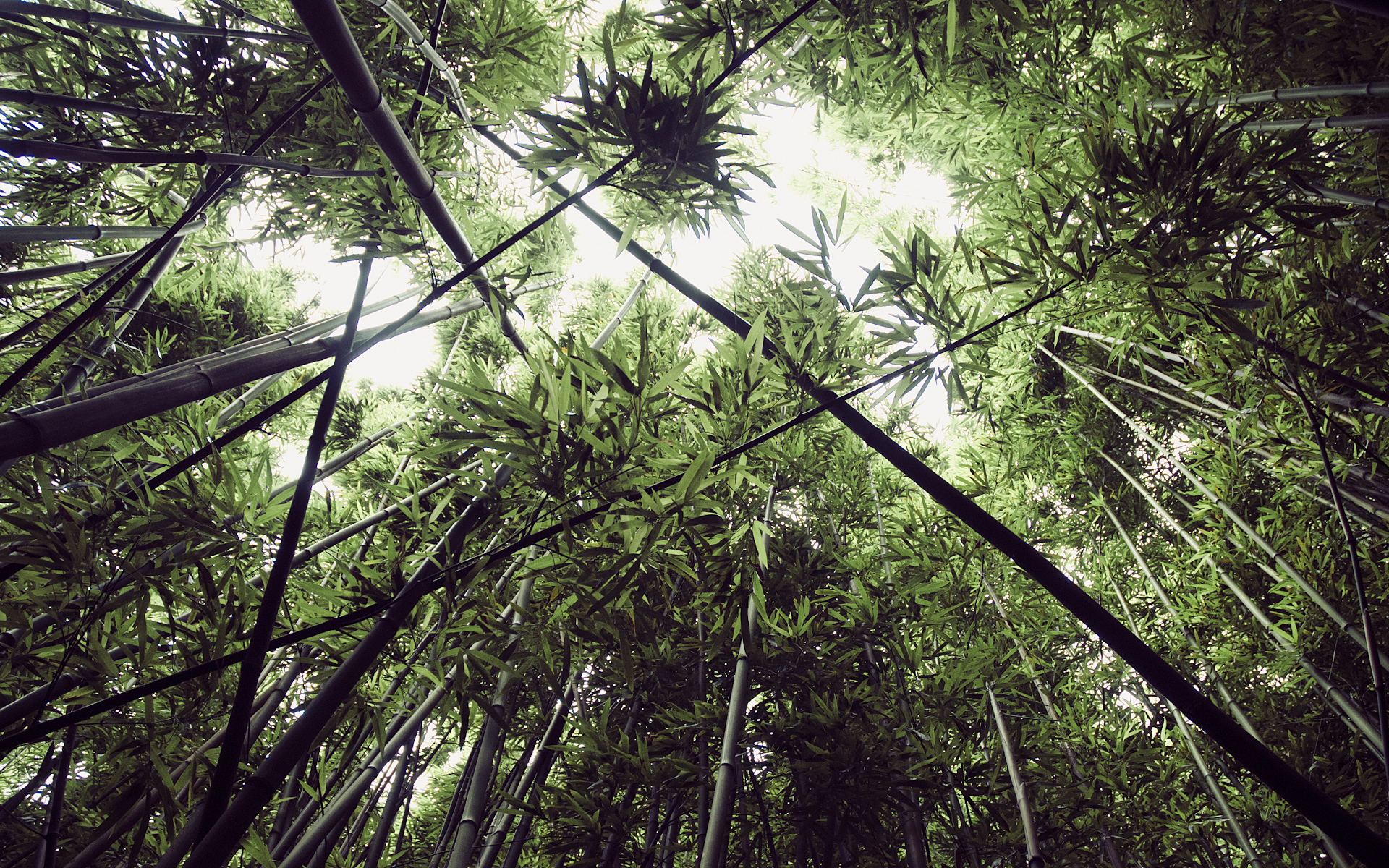 Looking up through a dense bamboo forest HD Wallpaper