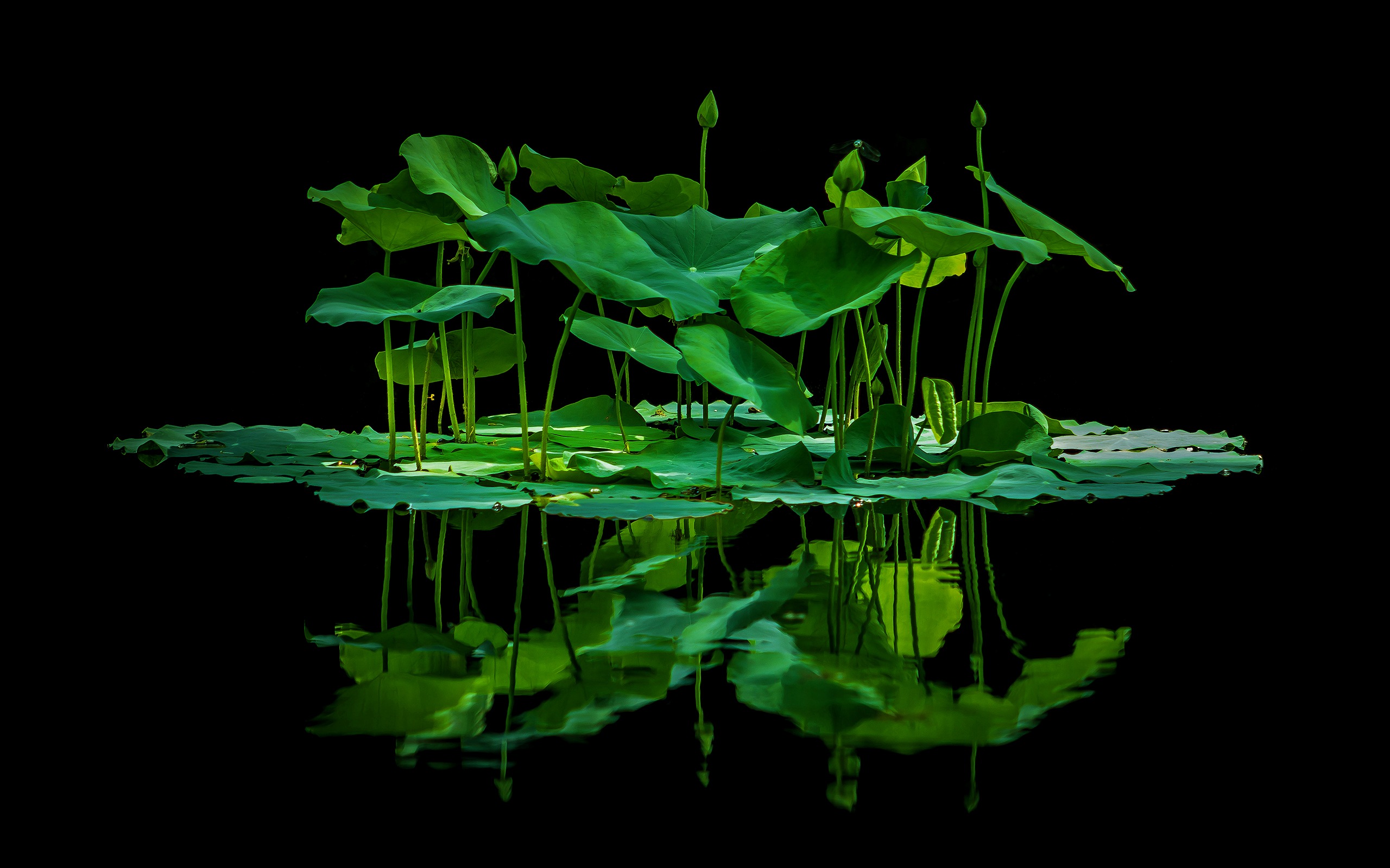 Lotus leaves and buds reflected in water HD Wallpaper