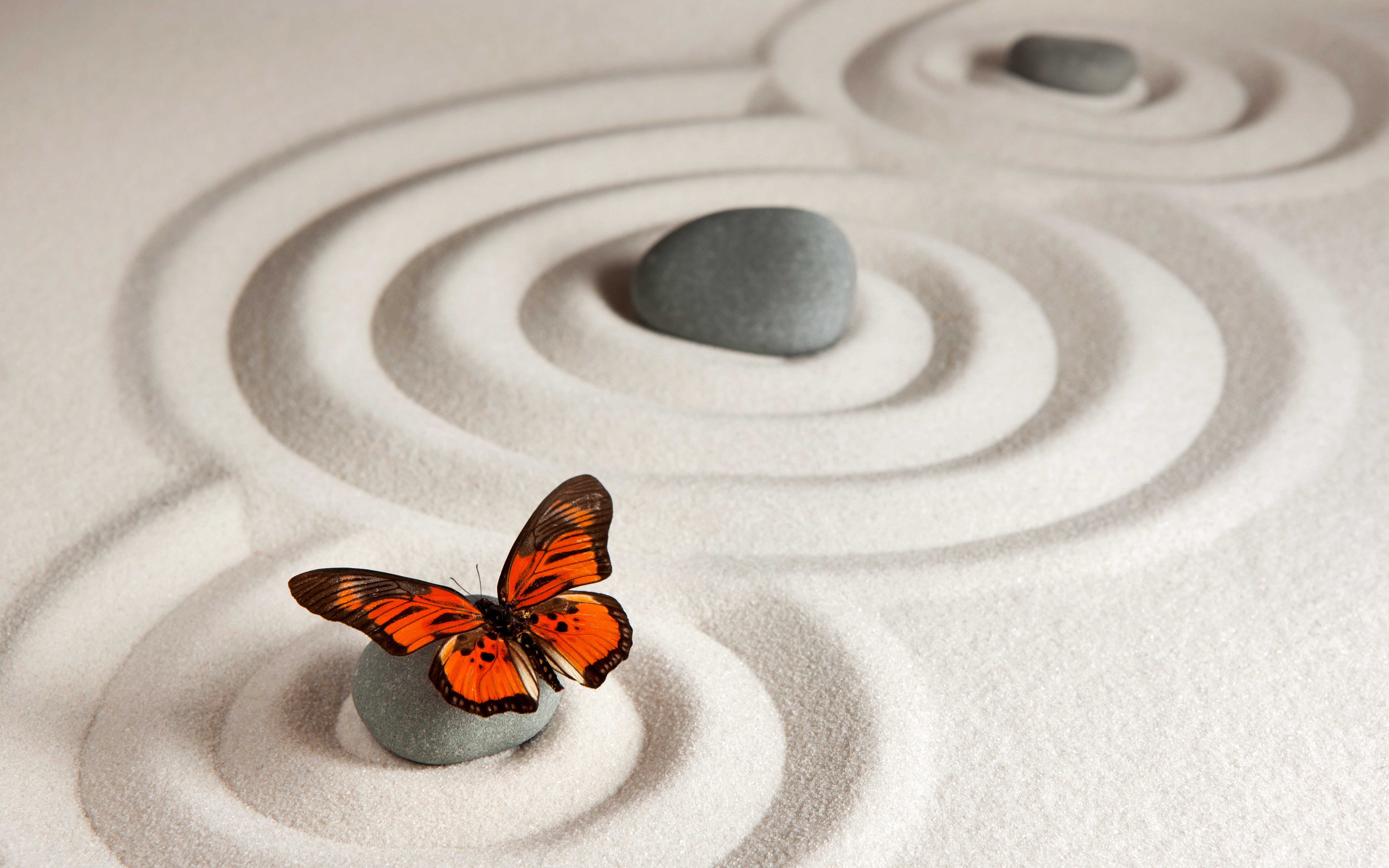 Monarch Butterfly on Stone in Zen Garden HD Wallpaper