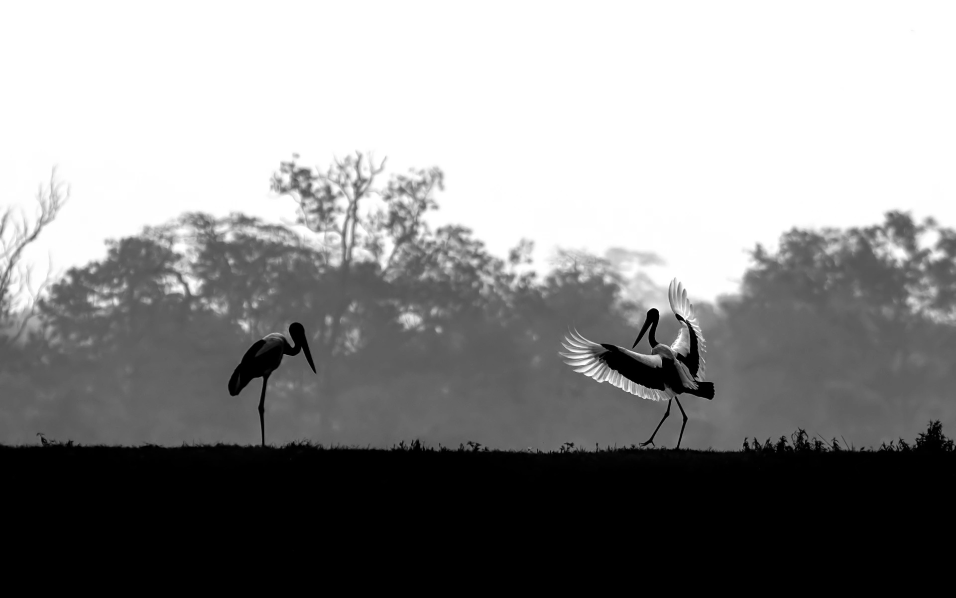 Black-Necked Storks dancing in silhouette HD Wallpaper