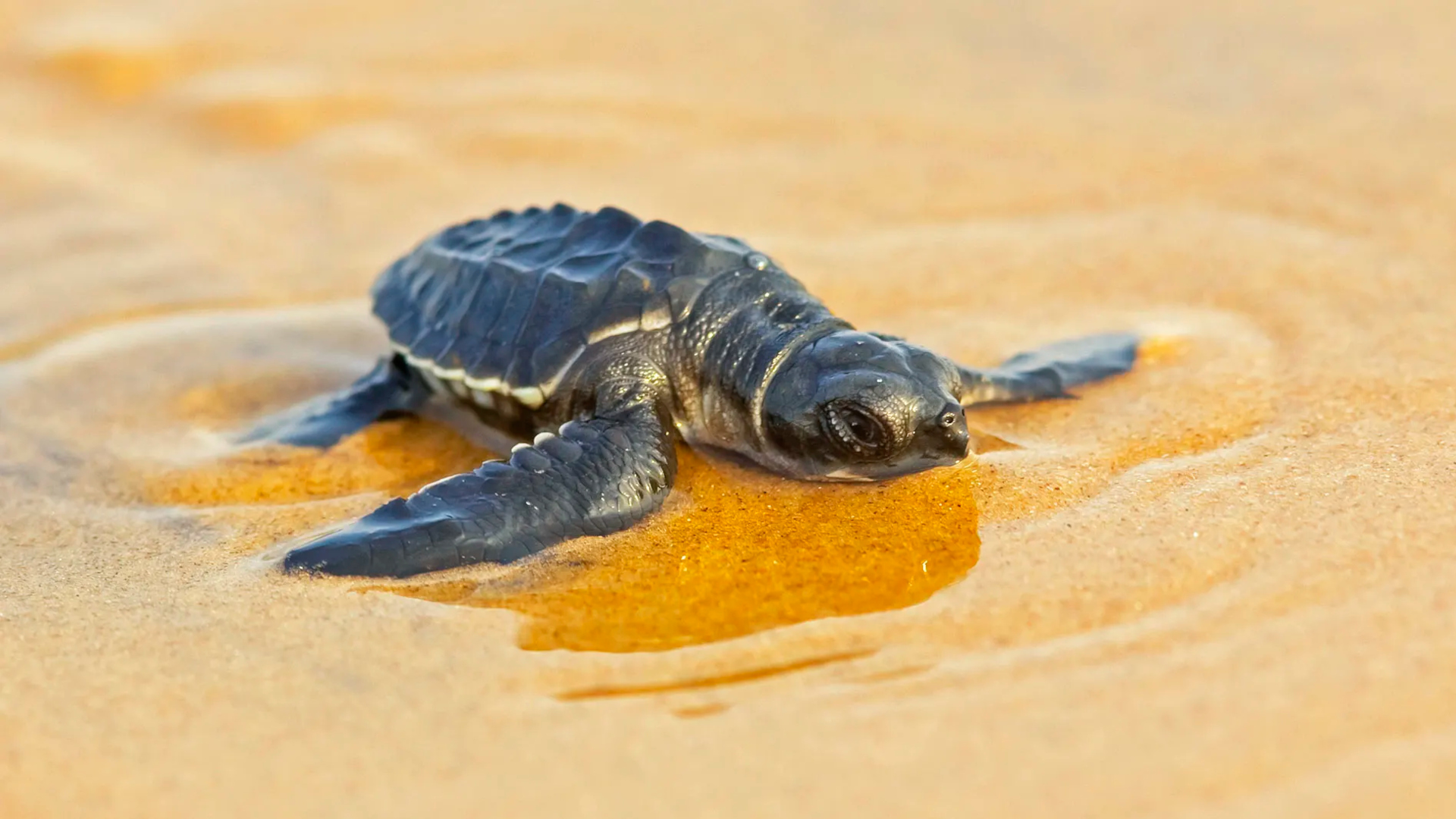 Newly Hatched Olive Ridley Sea Turtle on Sand HD Wallpaper