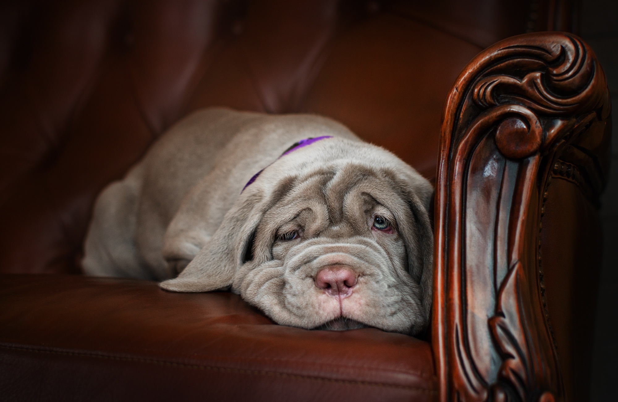 Mastiff puppy resting on a leather chair HD Wallpaper
