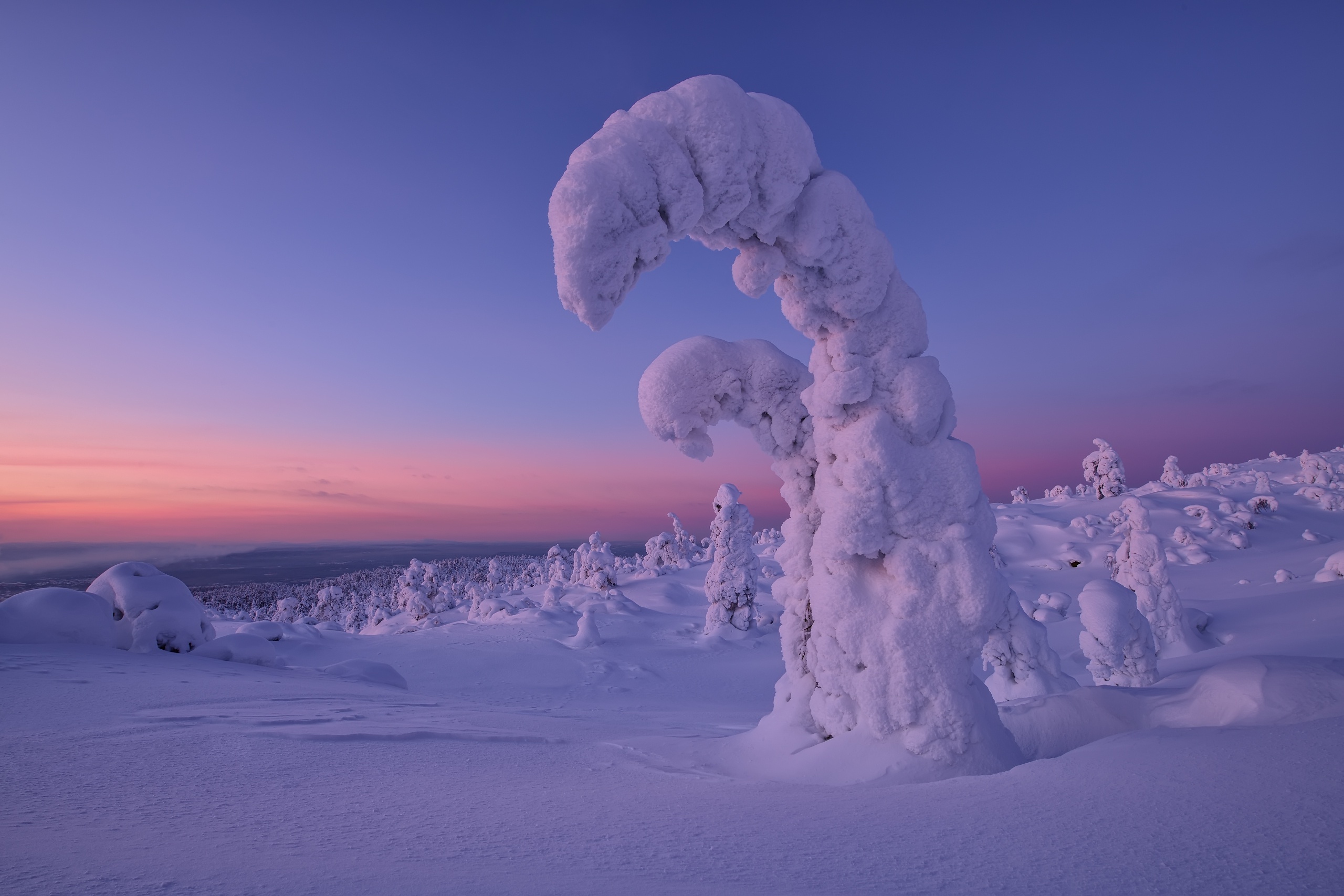 Snow-covered trees at sunset in winter landscape HD Wallpaper