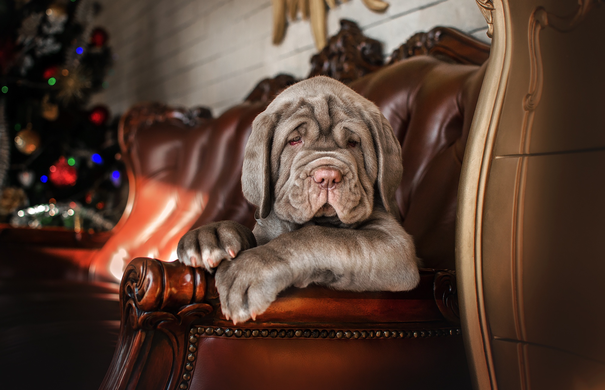 Neapolitan Mastiff puppy sitting on a leather chair HD Wallpaper