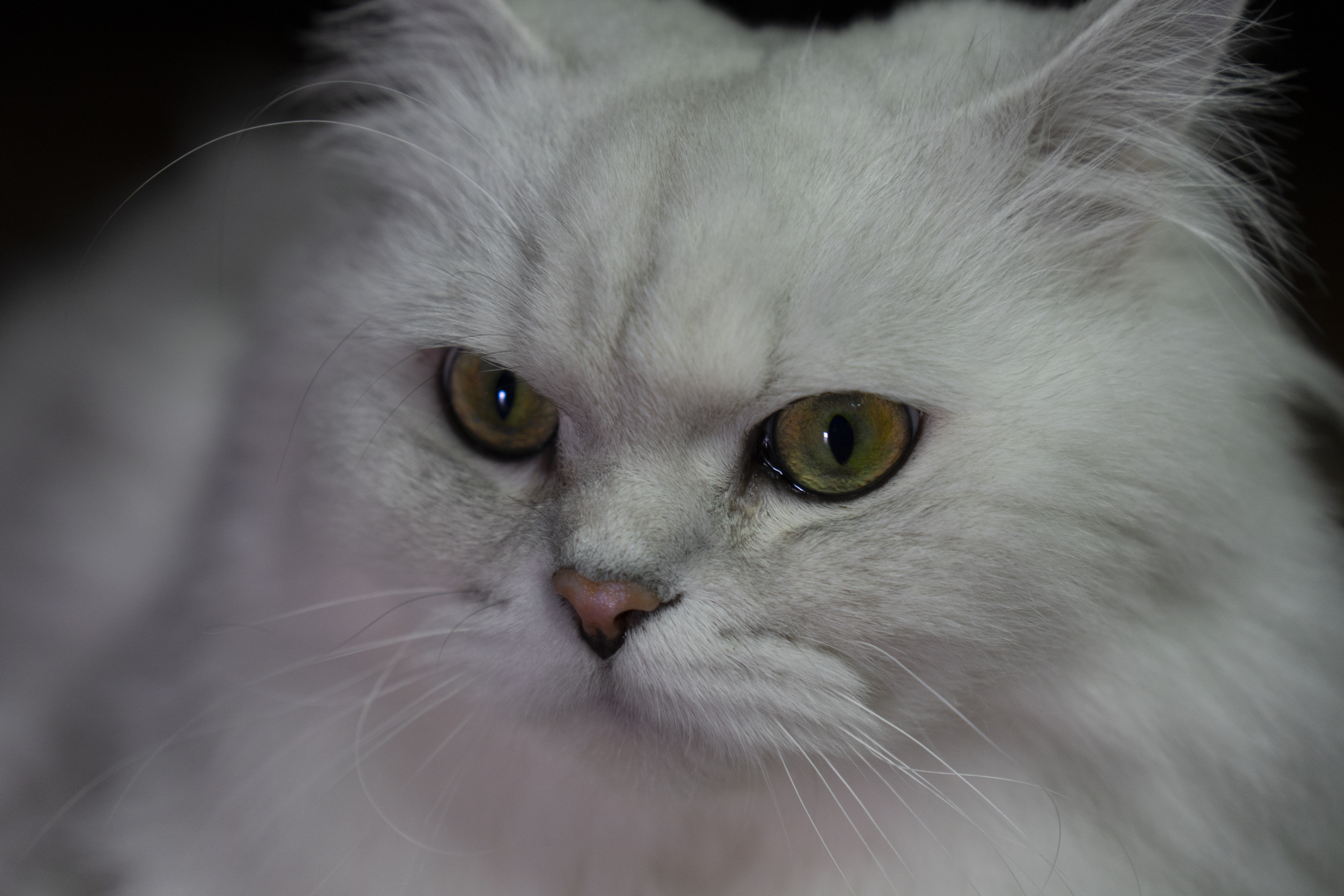 Close-up of a fluffy white Persian cat HD Wallpaper