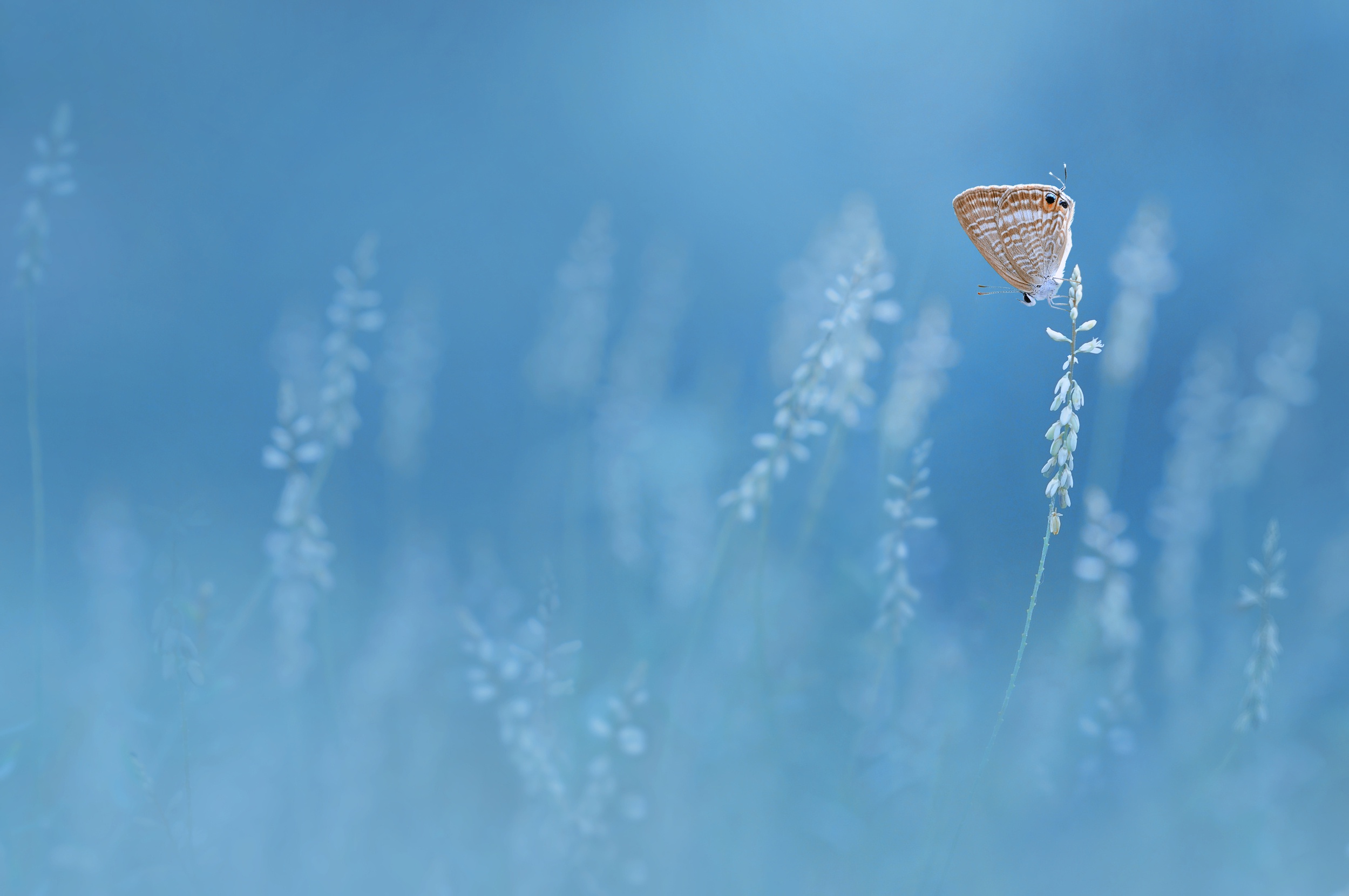 A butterfly rests on a flower stalk HD Wallpaper