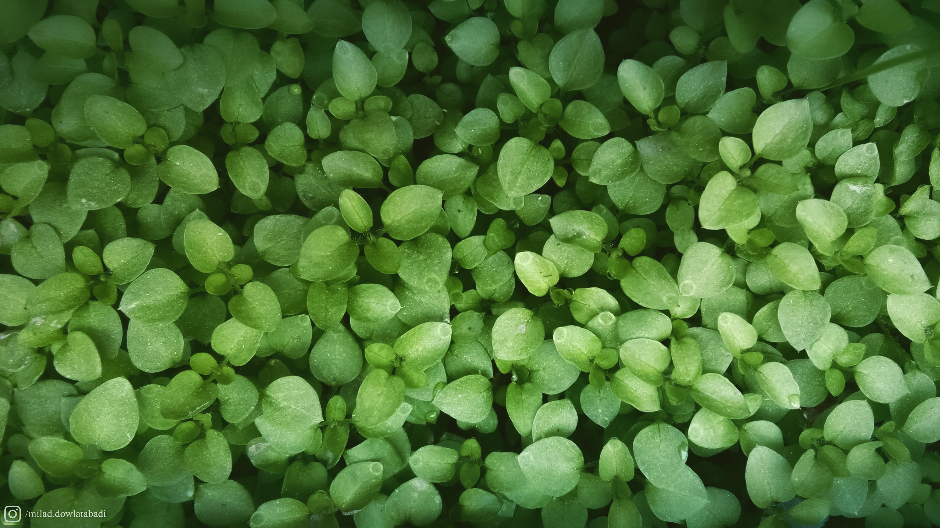 Close-up of small green leaves HD Wallpaper