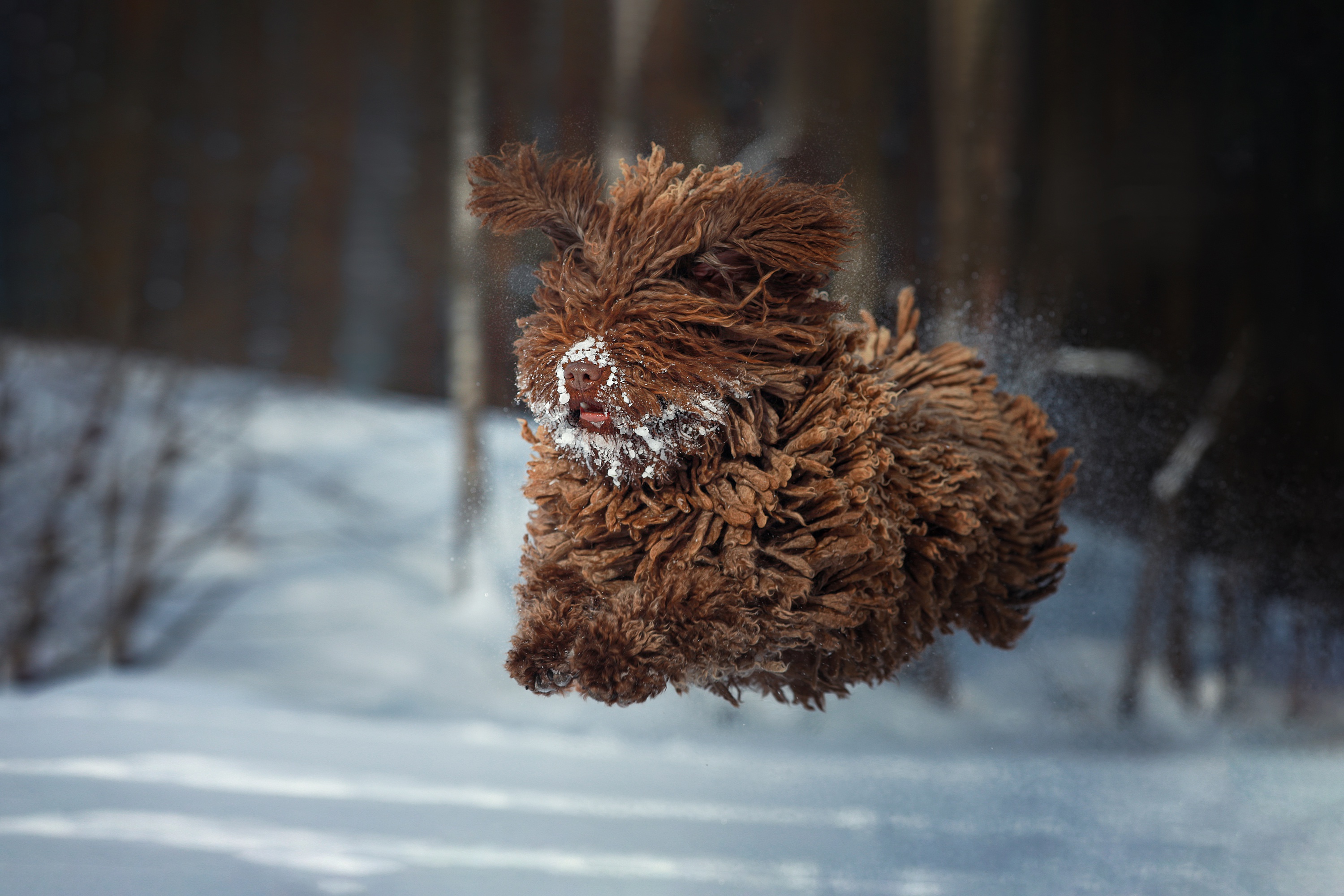 Brown dog with snow on face running in snow HD Wallpaper