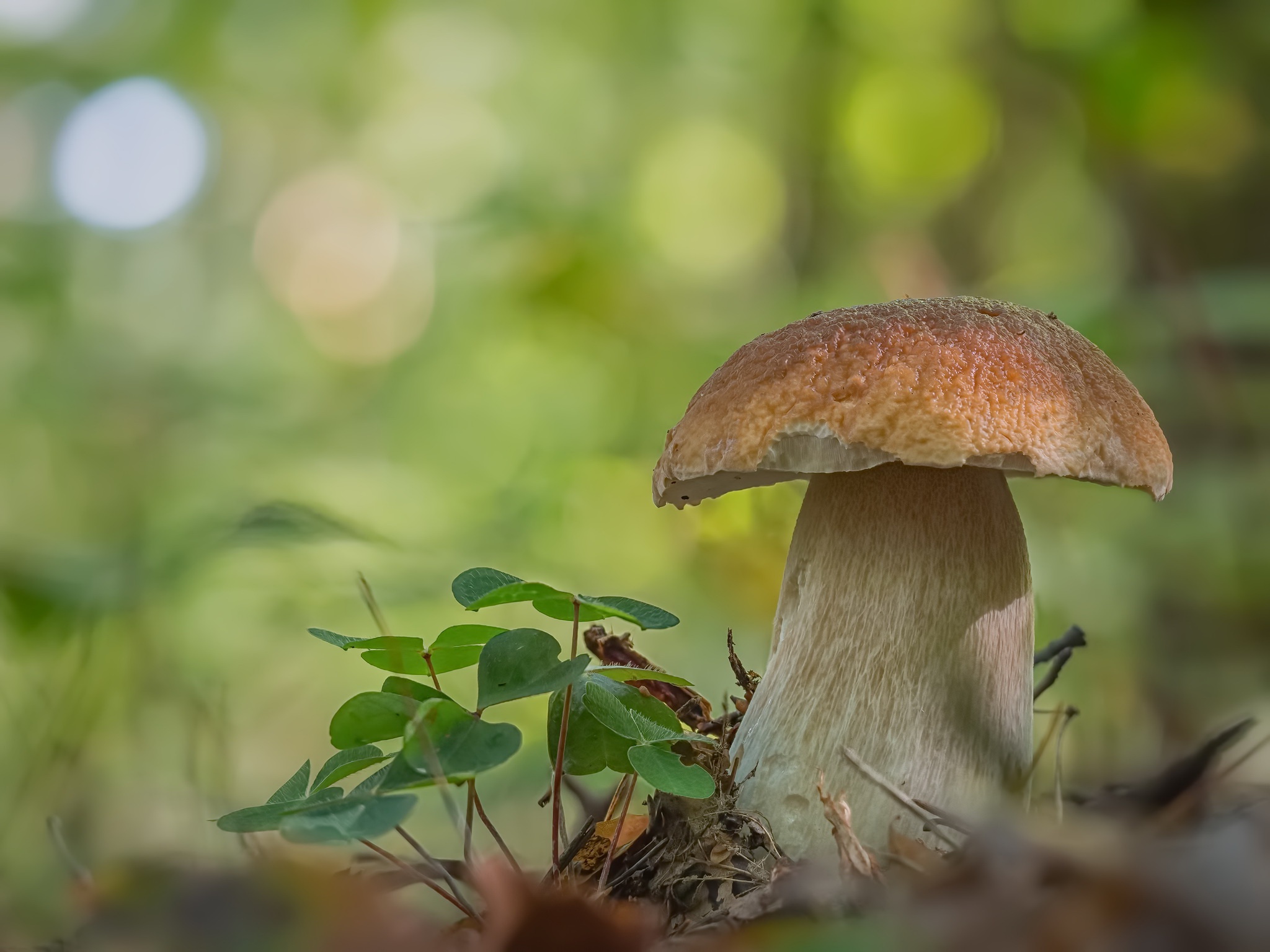 Mushroom and clover in a forest HD Wallpaper