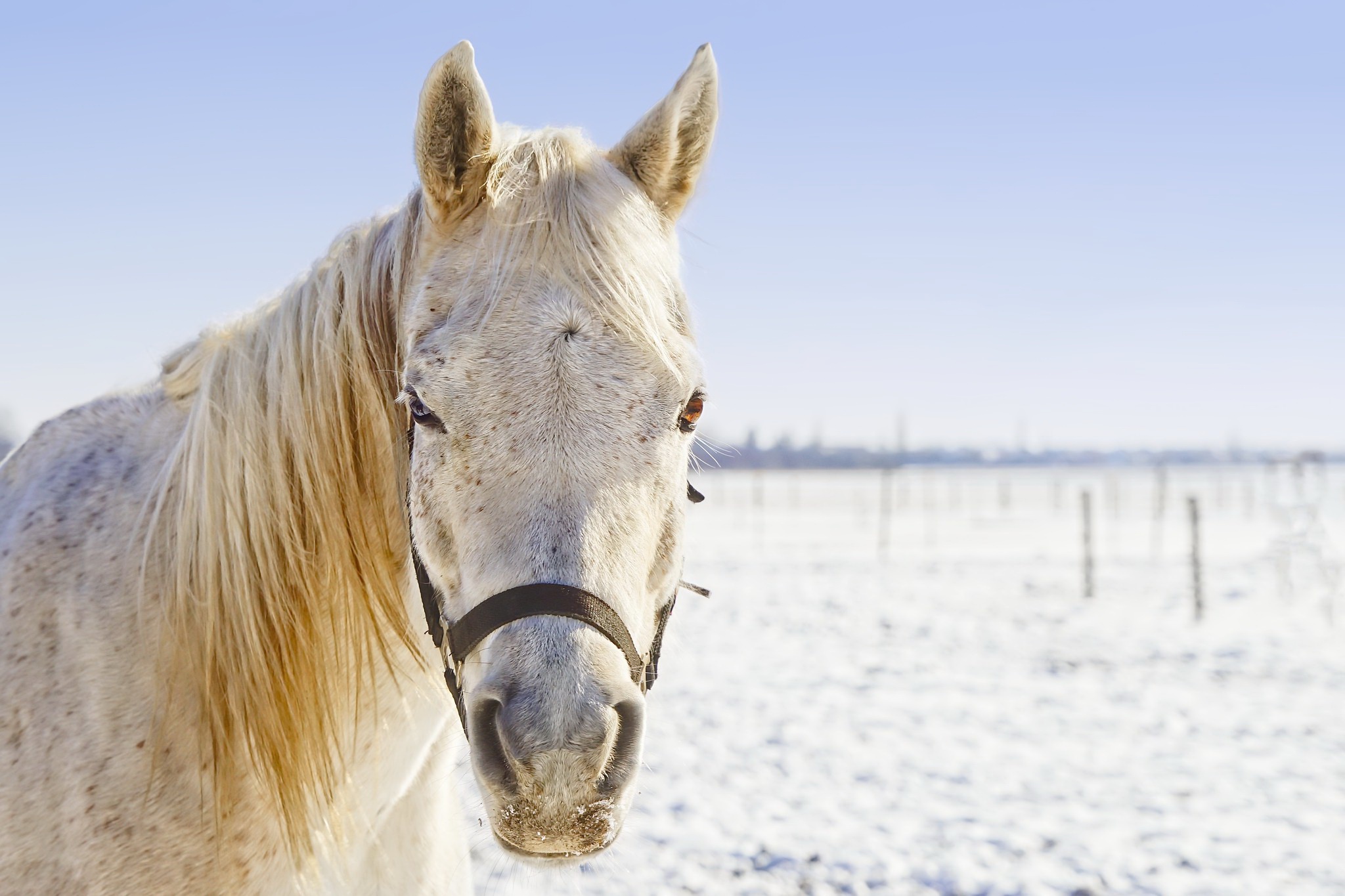 White horse in a snowy field HD Wallpaper
